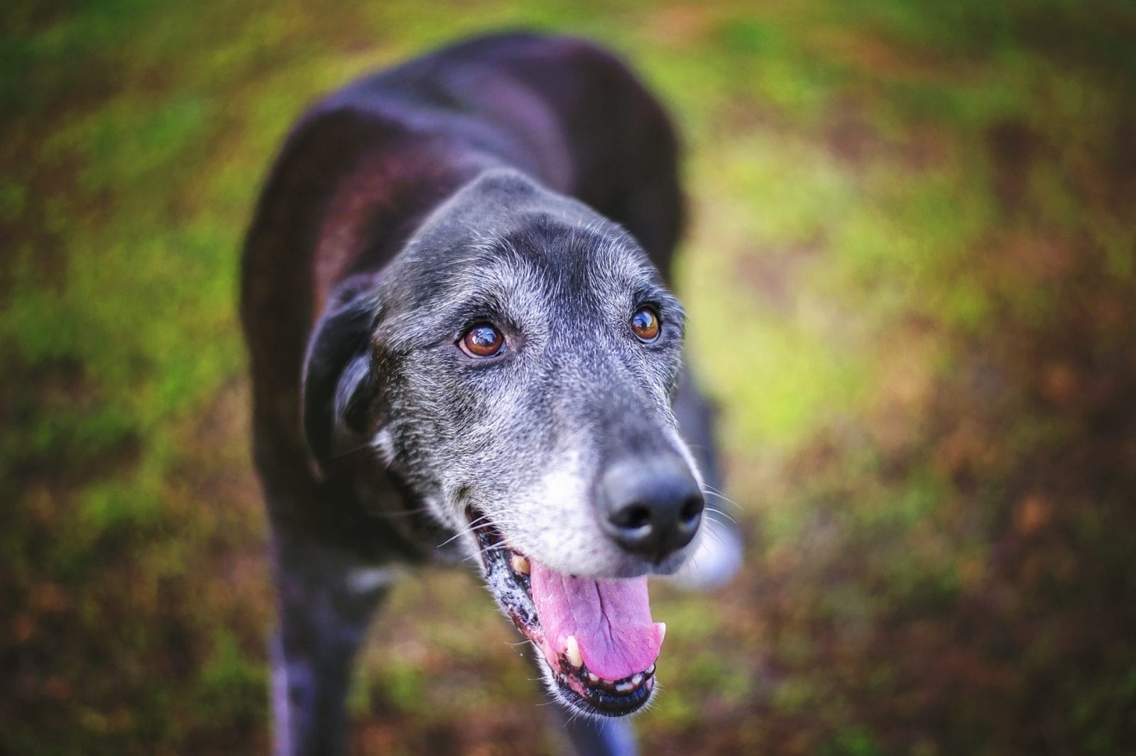 Senior Dog Surrendered After Nine Years – One Green Planet - Vimarsana News