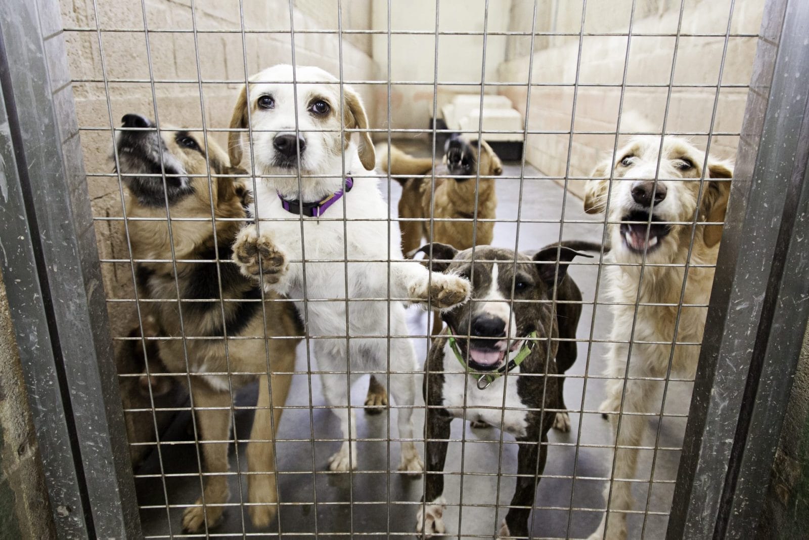 Riverside County Seized Animals Available for Adoption - Vimarsana News