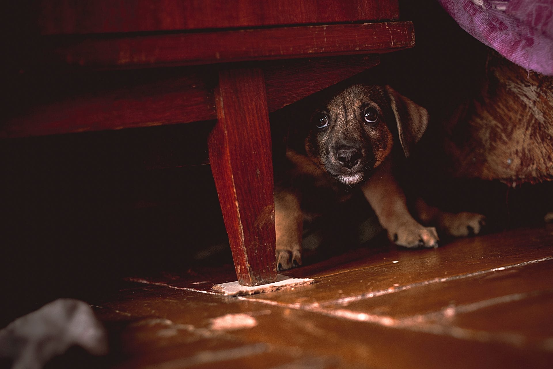 Petition: Justice for Man Who Dragged, Punched, and Stomped on Puppy to Death – One Green Planet - Vimarsana News