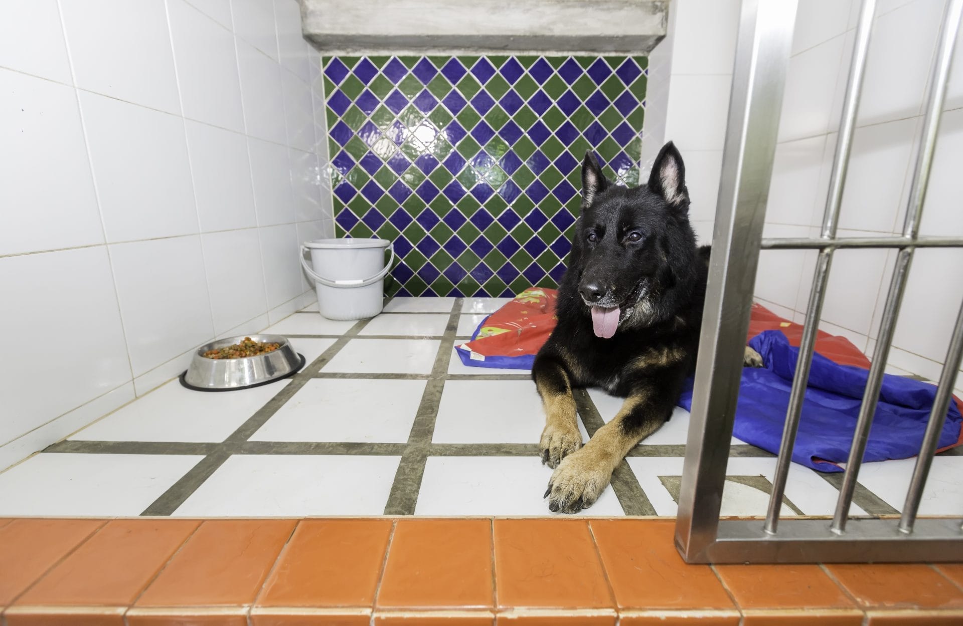 Daily Top News: Shelter Dogs Relax in Soundproof Kennels, Nicki Minaj is Launching Vegan Sneakers, Climate Change Affects Ramadan Fasting, and More! - Vimarsana News