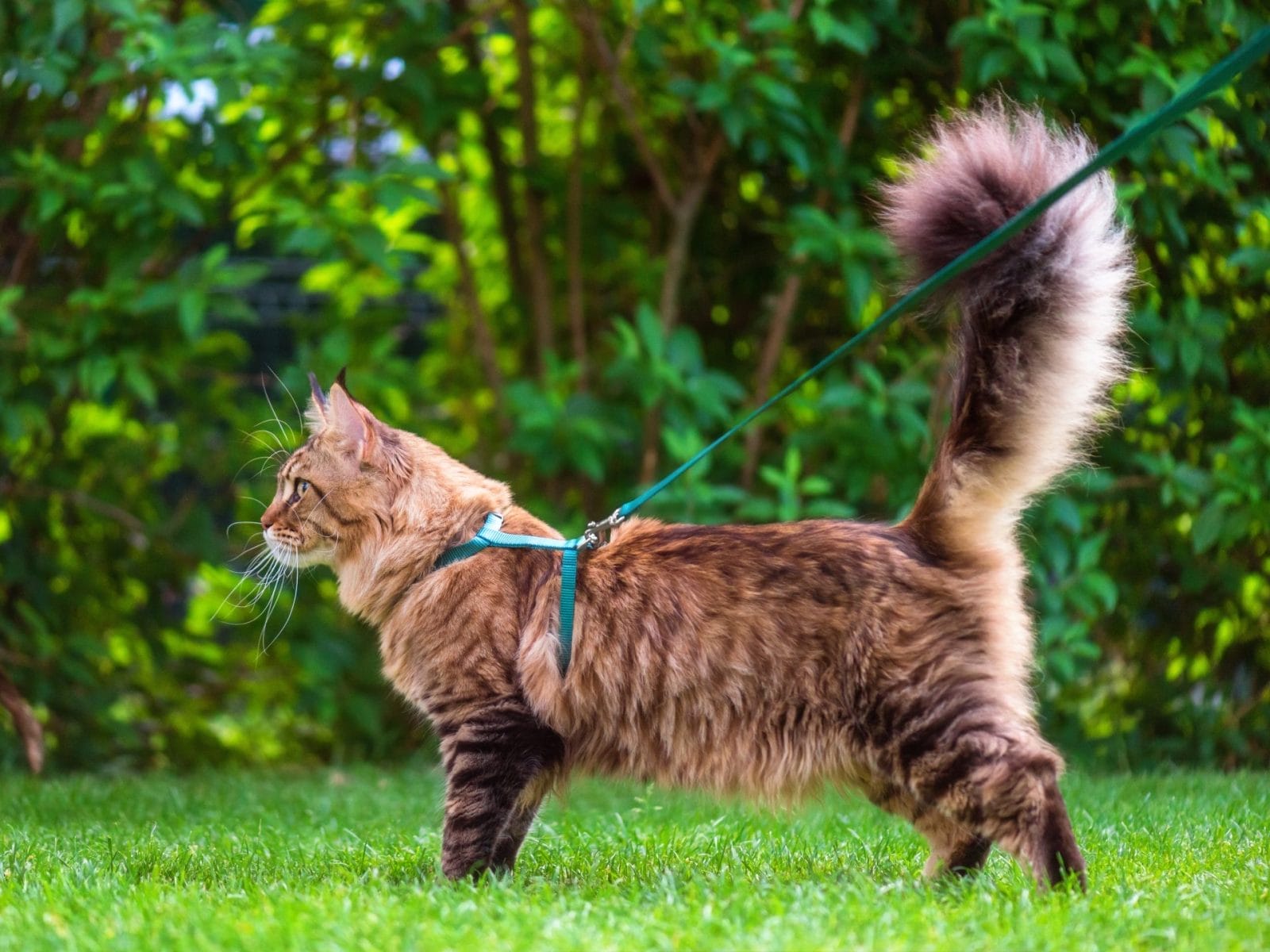 Newsweek Announces Its Pet of the Week! – One Green Planet - Vimarsana News