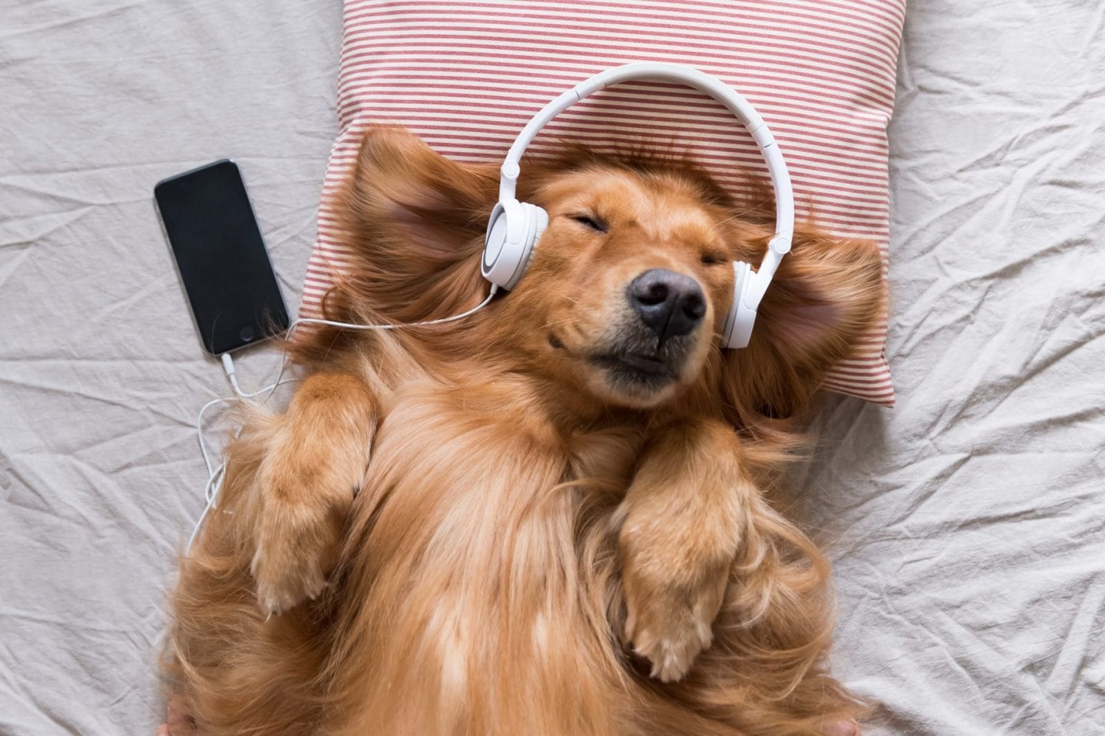 5 Music Channels and Songs That Your Pets Will Enjoy - Vimarsana News