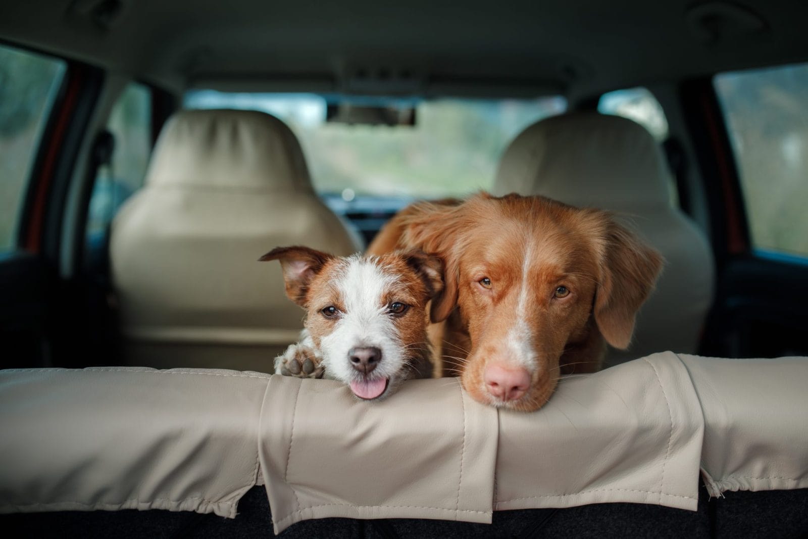 Unlikely Best Friends Find Forever Home After Going Viral on TikTok - Vimarsana News