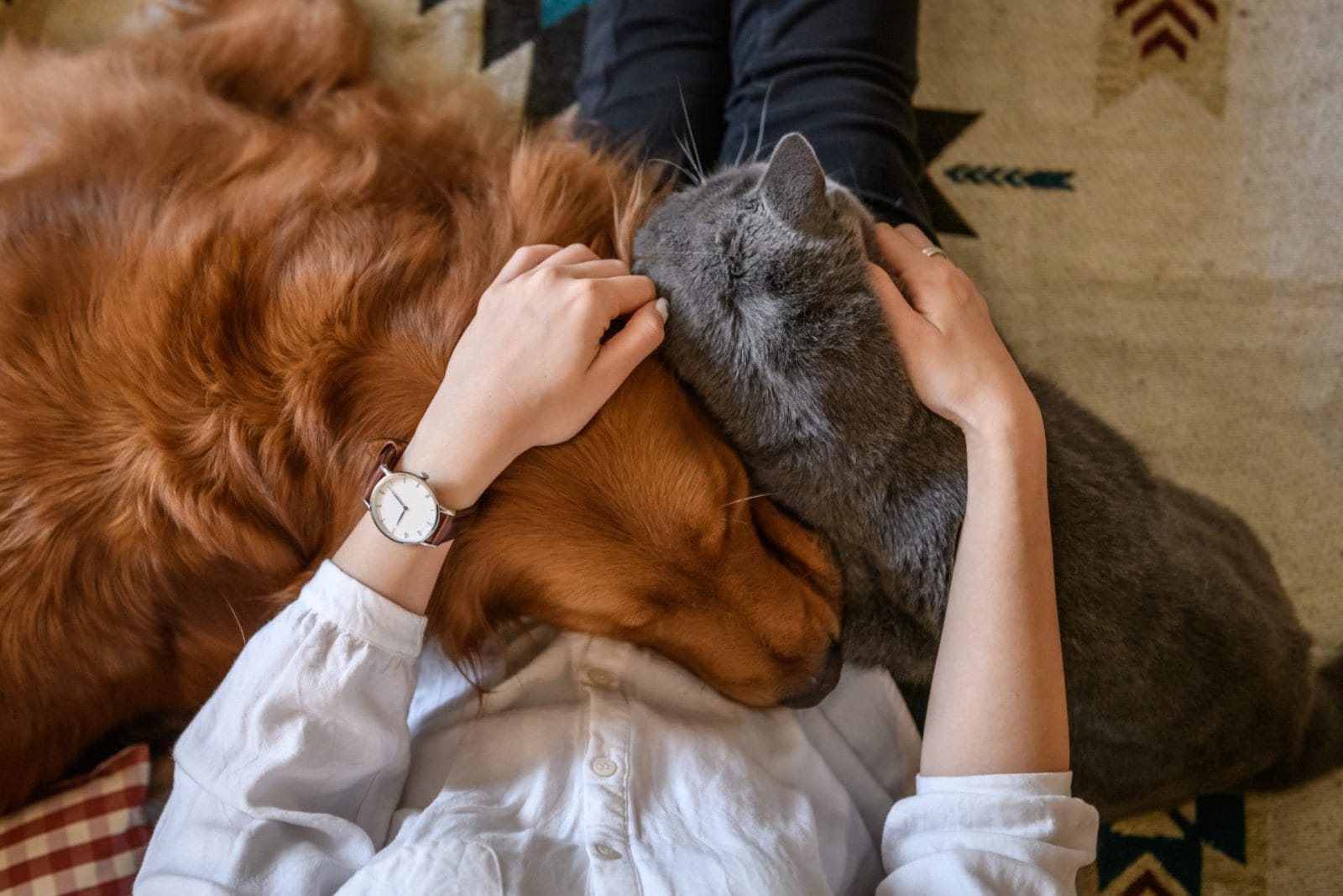 Watch This Cat Hesitate to Welcome New Dog Sibling – One Green Planet - Vimarsana News