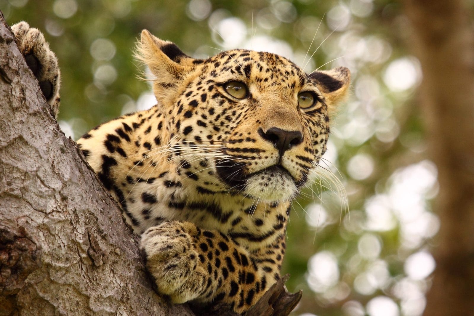 Owner of a Big Cat Sanctuary on Trial for Neglect – One Green Planet - Vimarsana News