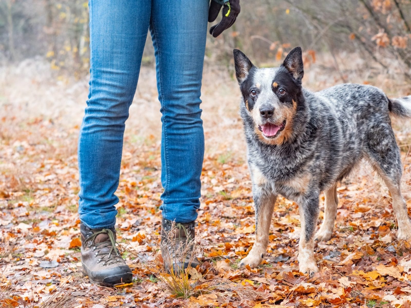 Outdoor Adventures Won't Wear Out Energetic Dog – One Green Planet - Vimarsana News