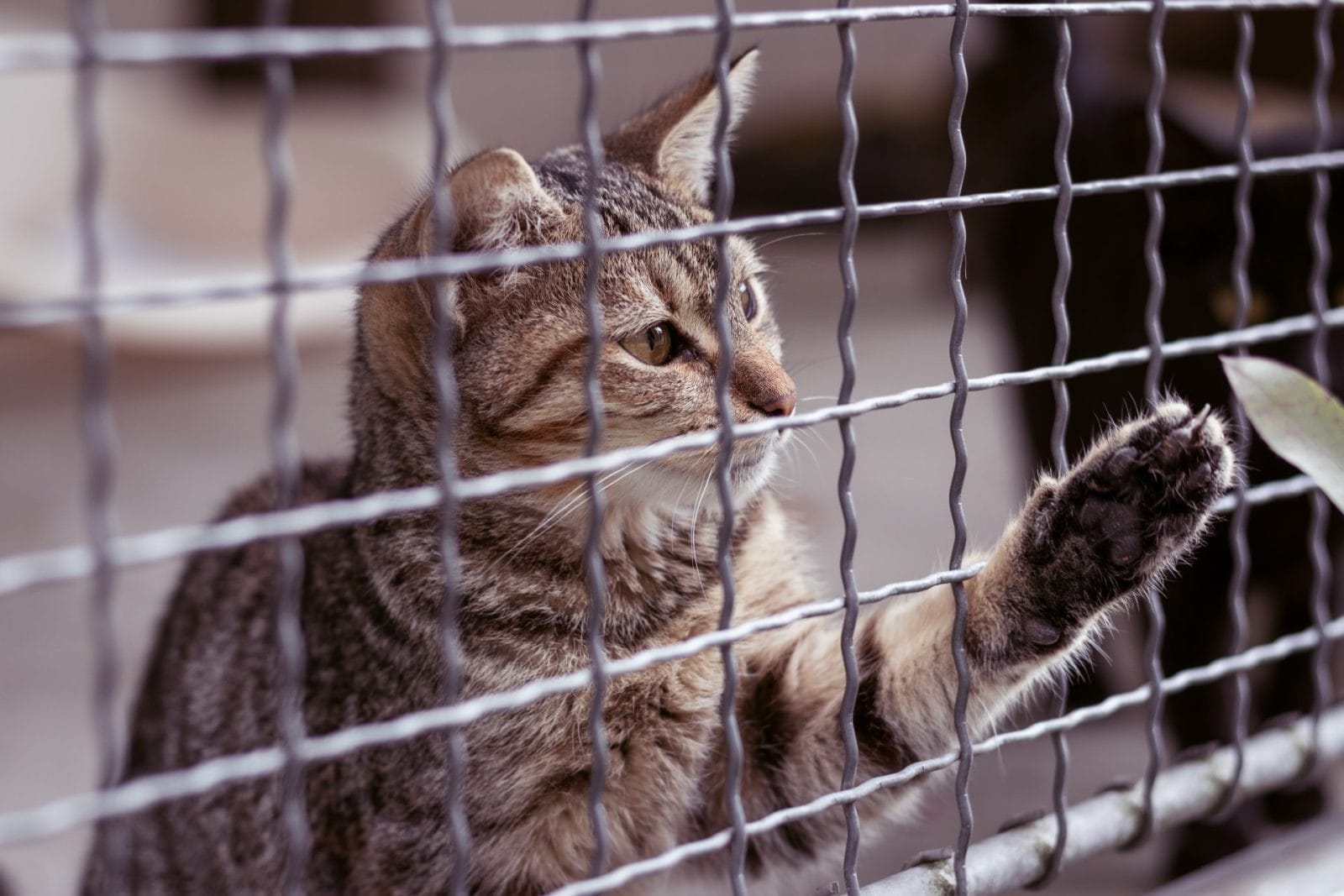 Meet Cactus: The Ultimate 'Gangster' Cat at Butler County Animal Shelter – One Green Planet - Vimarsana News
