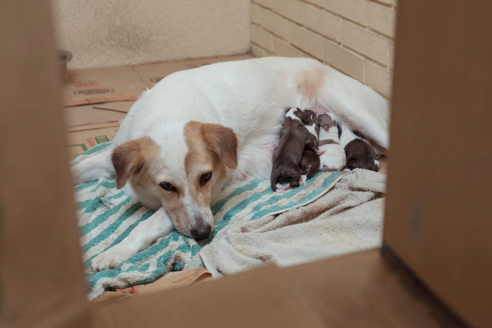 Dallas Woman Embarks on Heartwarming Mission to Save Stray's Puppies Fathered by Her Dog – One Green Planet - Vimarsana News