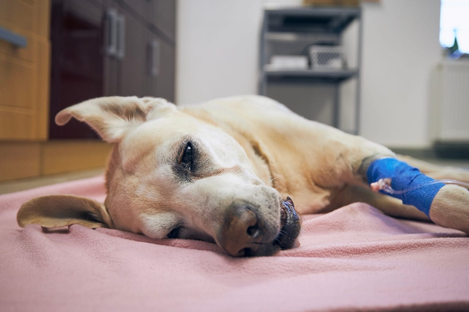 Heartfelt Plea for Palliative Care Home for Dancer, a Resilient Husky Battling Cancer – One Green Planet - Vimarsana News