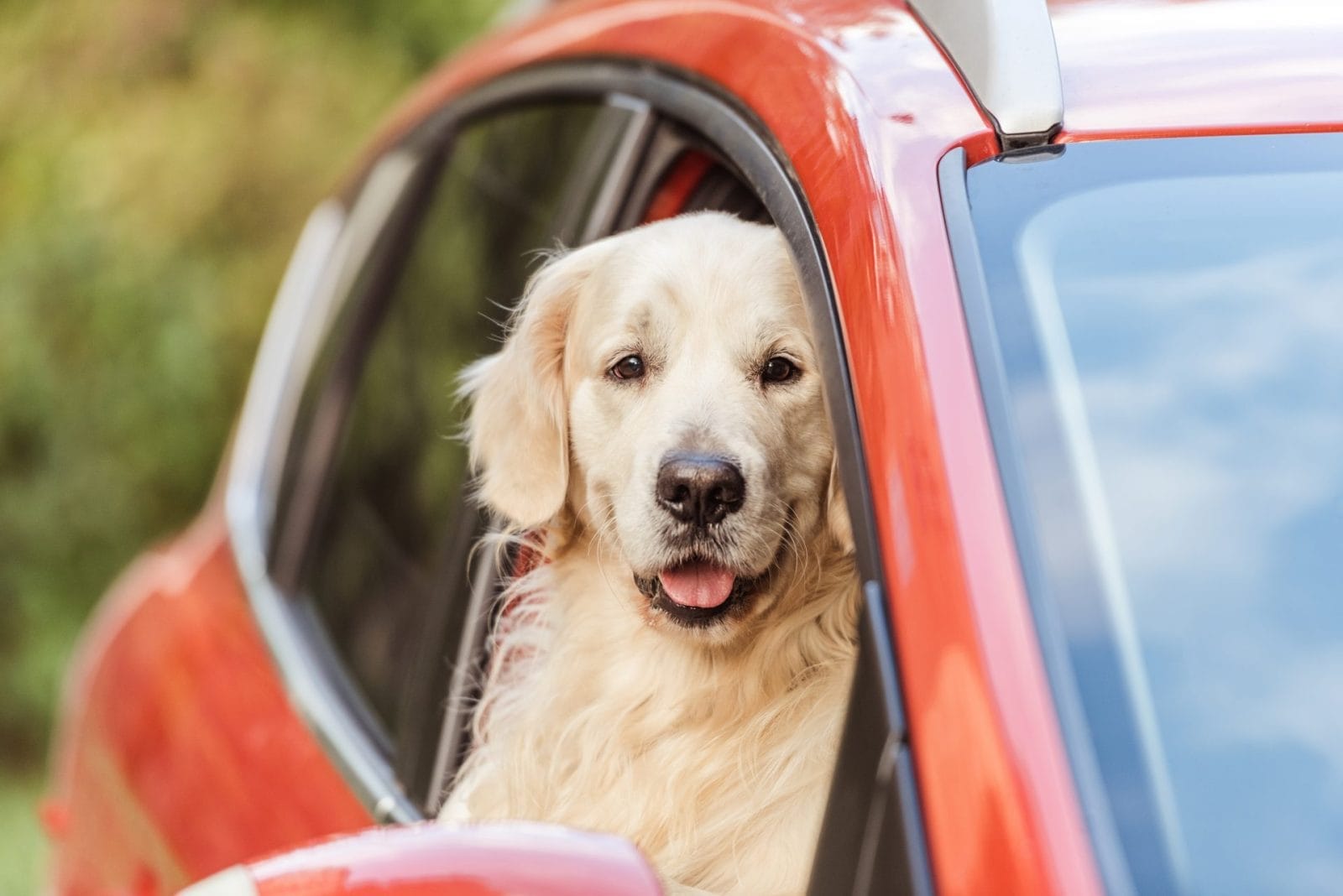 Ivy the Golden Retriever Wins Hearts with Her Starbucks Drive-Thru Excitement – One Green Planet - Vimarsana News