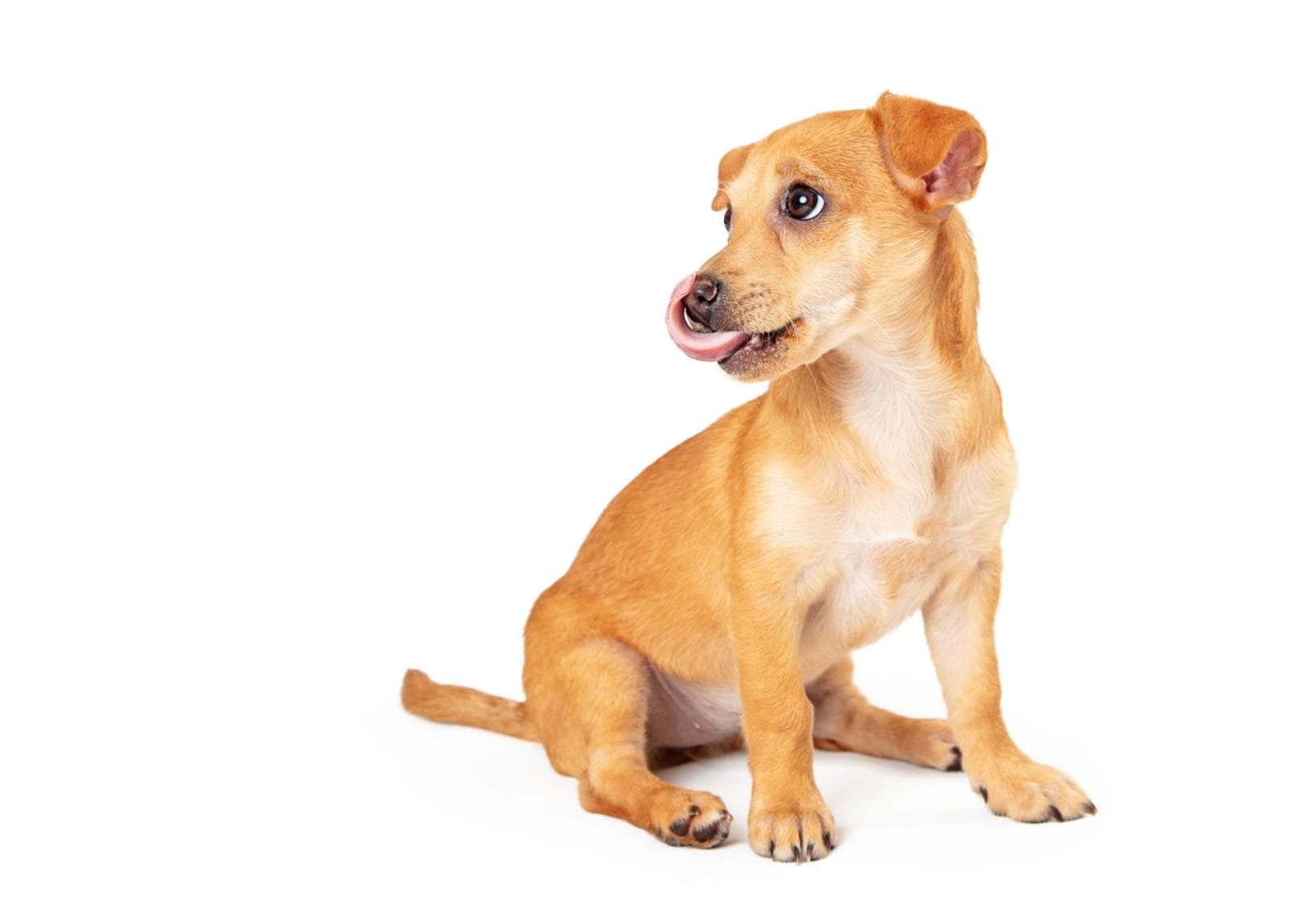 Puppy's Journey from Abandonment to Safety – One Green Planet - Vimarsana News