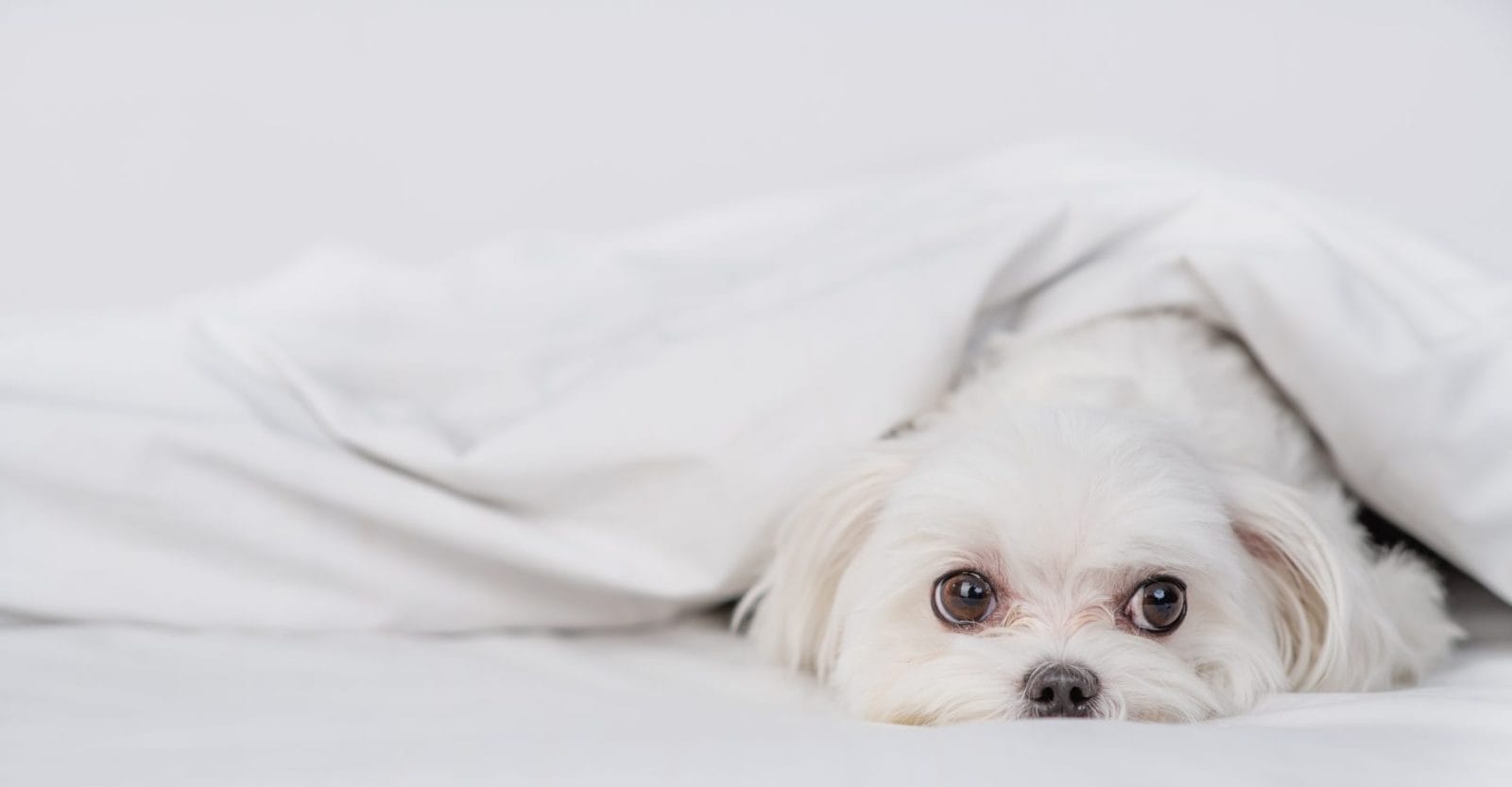 Senior Dog Melts Hearts with Gentle Wake-Up Routine – One Green Planet - Vimarsana News