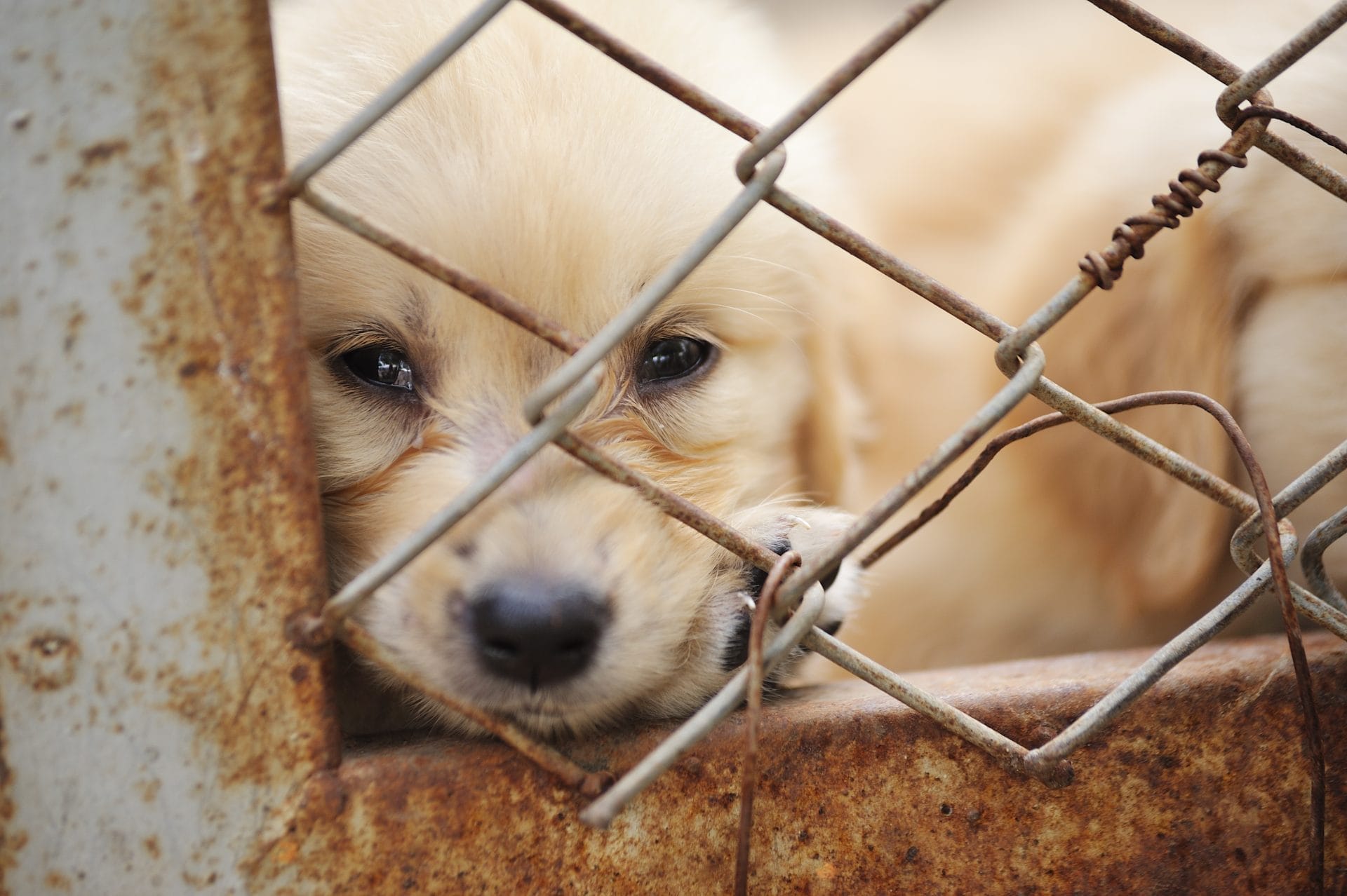 Daily Top News: Puppy Mills Exposed in New Report, Horses Culled at Kosciuszko National Park, California Votes to Ban Reusable Plastic Bags, and More! – One Green Planet - Vimarsana News