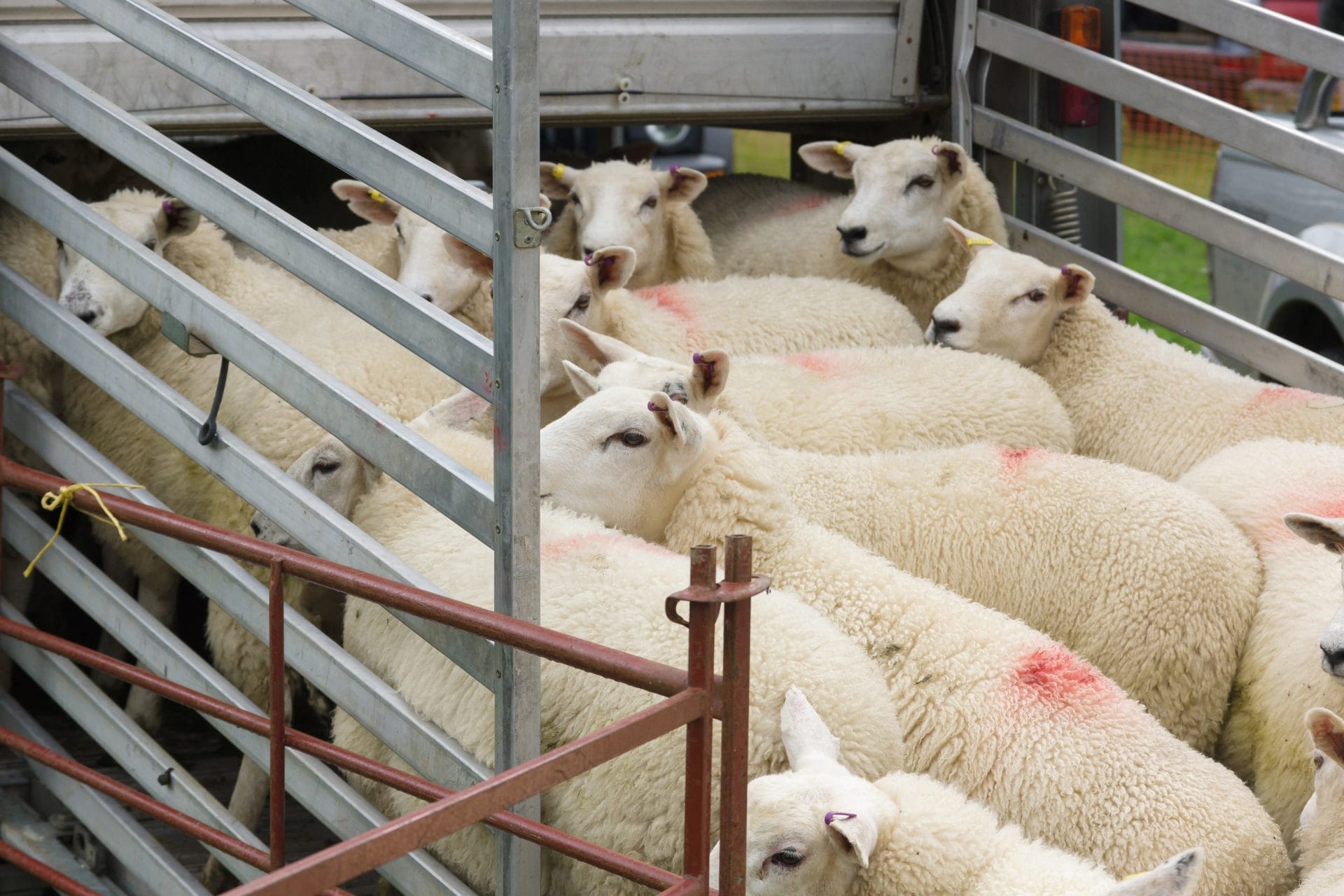 Petition: Help Ban Live Sheep Exports in the EU – One Green Planet - Vimarsana News