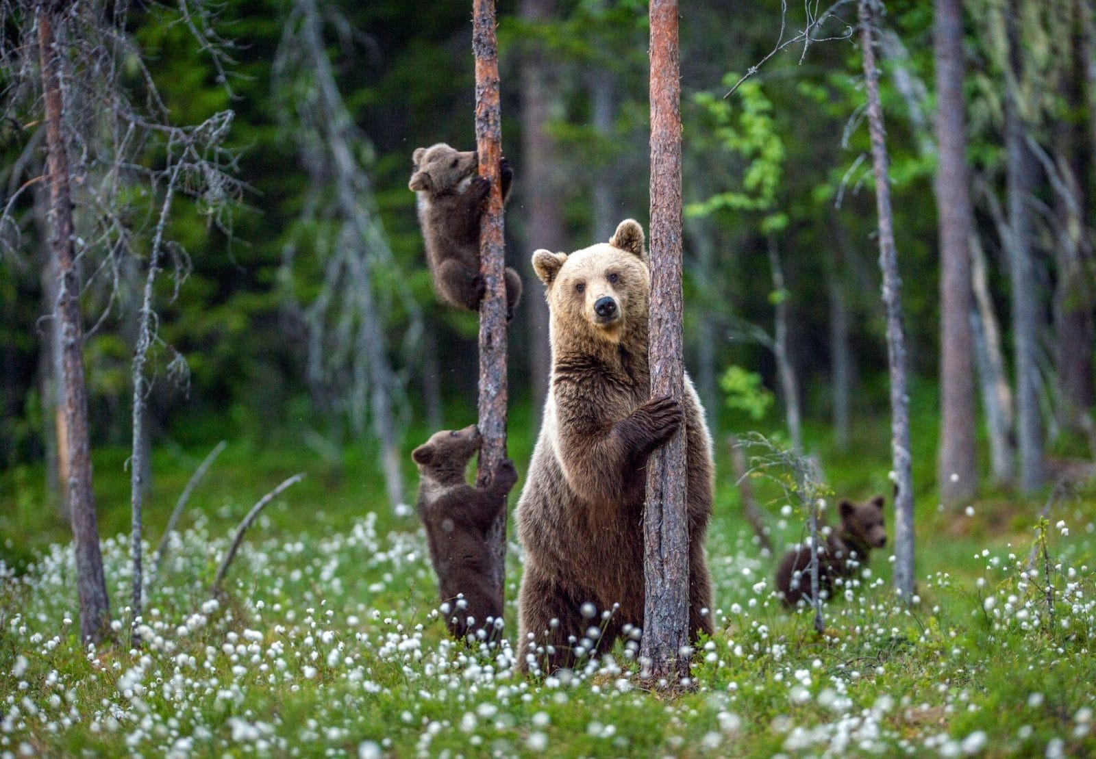 Human Offspring are Not the Only Species That are Expensive! – One Green Planet - Vimarsana News