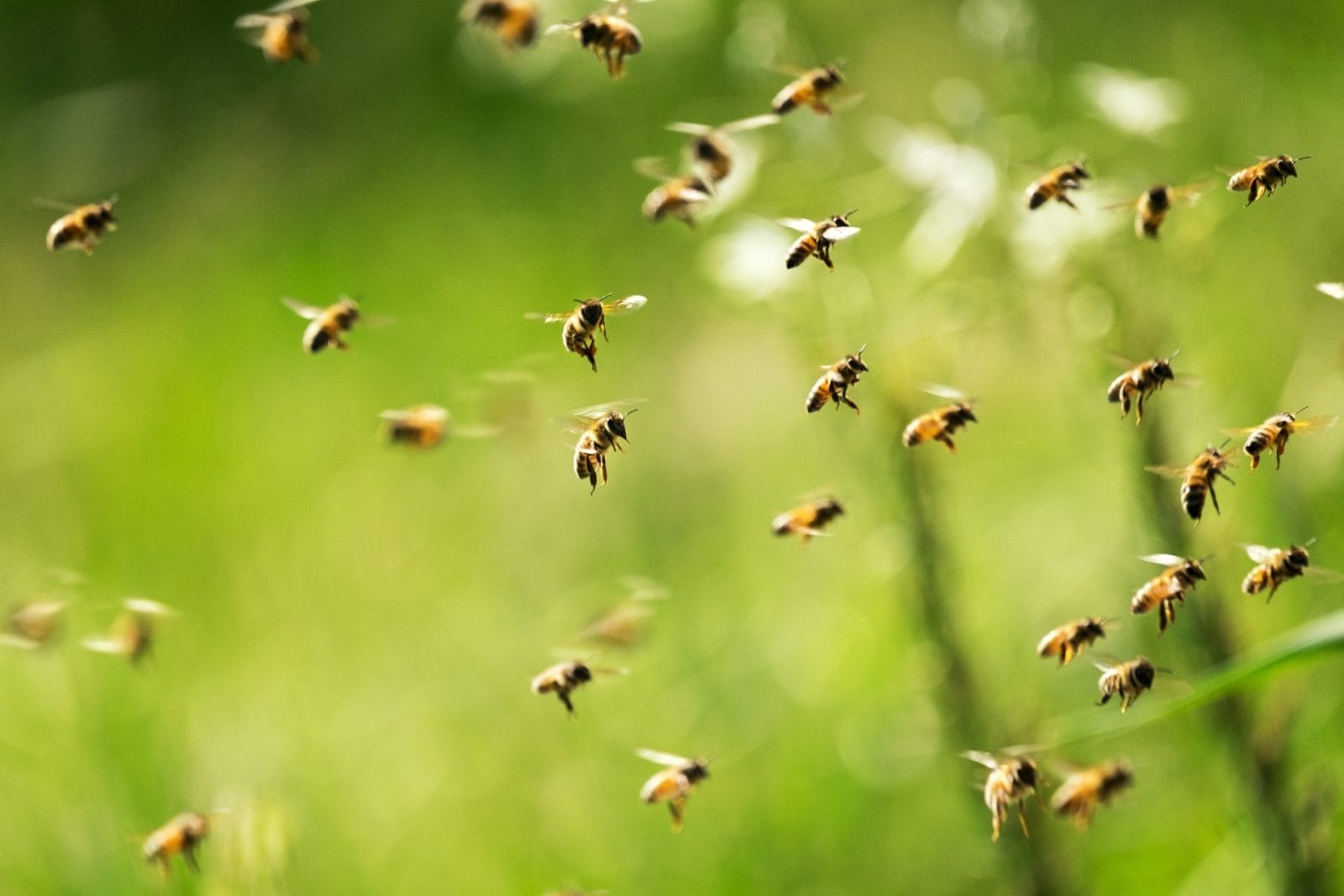 Toddler's Monster in the Closet Turns Out to Be 50,000 Bees – One Green Planet - Vimarsana News