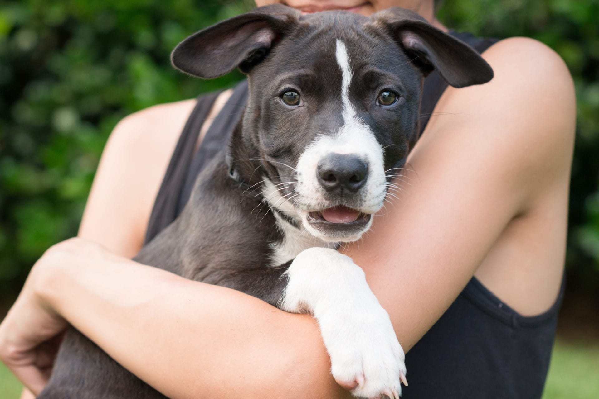 Daily Top News: Sheriff Raises Awareness About Fostering Animals, Cruel Turtle Races, Climate Change Fuels Surge in African Piracy, and More! – One Green Planet - Vimarsana News