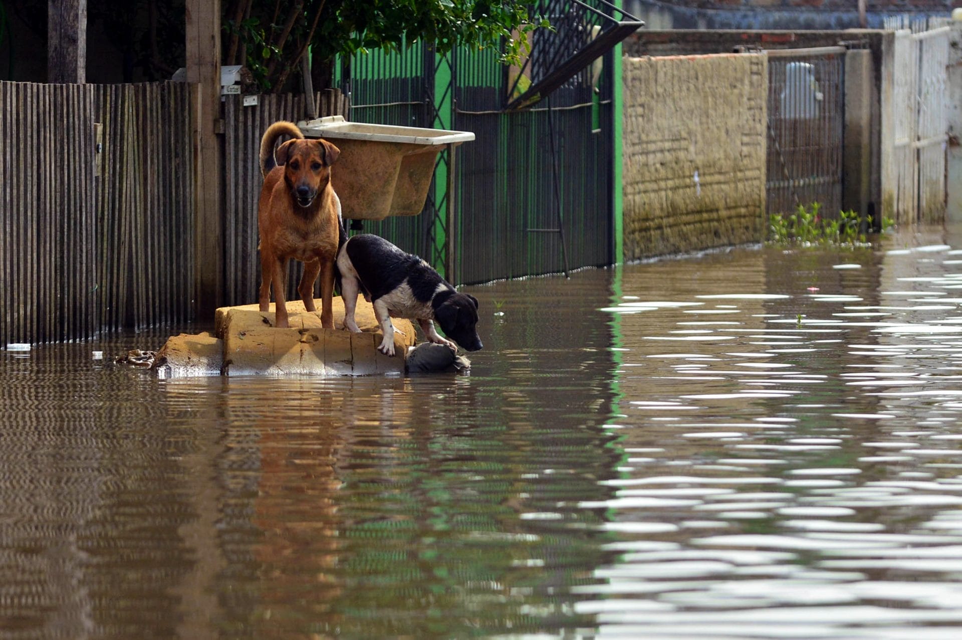 Brazil Battles Rising Number of Homeless Pets Following Devastating Floods – One Green Planet - Vimarsana News