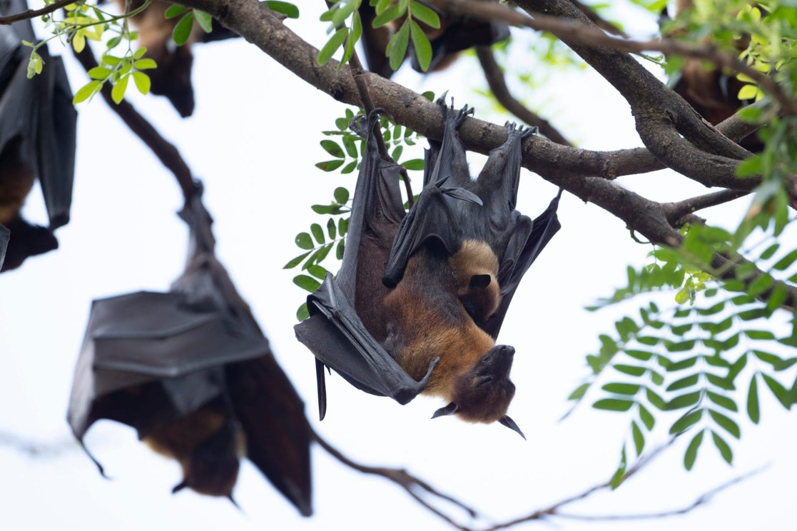 Scientists Want You to Care About "Scary" Species Too! – One Green Planet - Vimarsana News