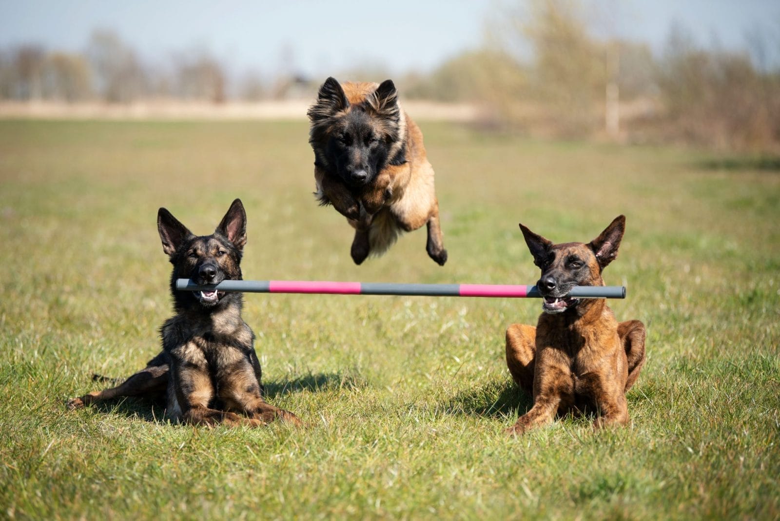 Guinness World Record Holding Dog Reveals a New Trick – One Green Planet - Vimarsana News