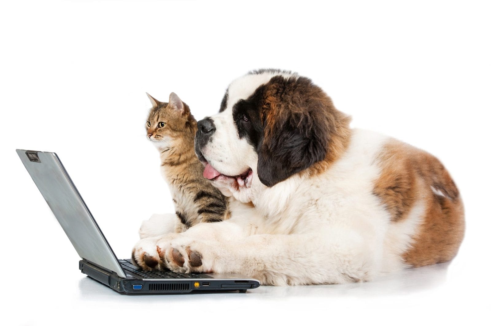 Research Suggests an Animal-Centered Internet May Soon be a Reality – One Green Planet - Vimarsana News
