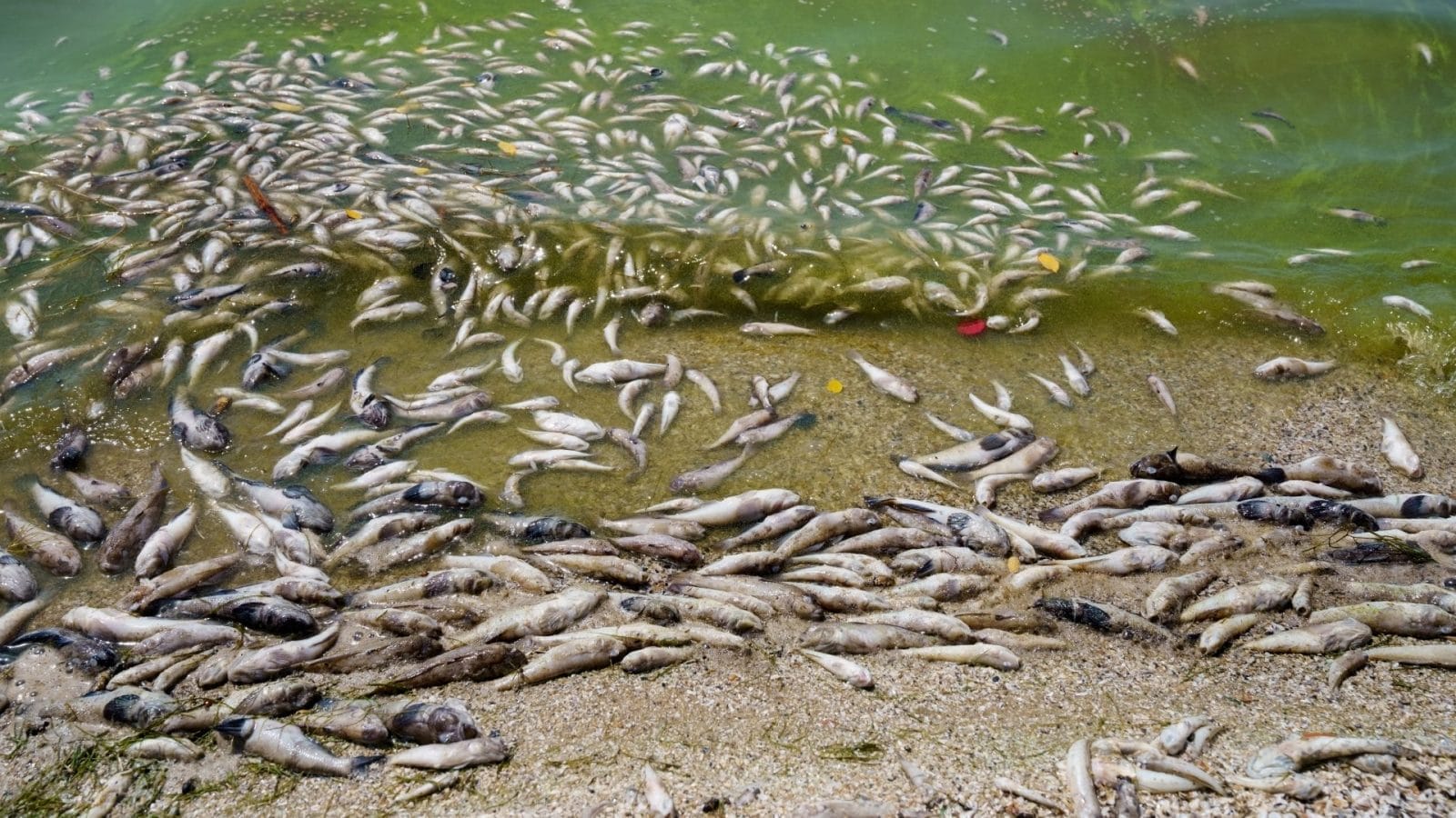 Rising Tide of Sewage Pollution Threatens England's Rivers – One Green Planet - Vimarsana News