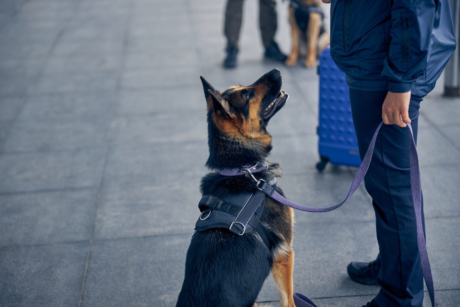 Detroit Sheriff Raises Awareness About Fostering Animals – One Green Planet - Vimarsana News