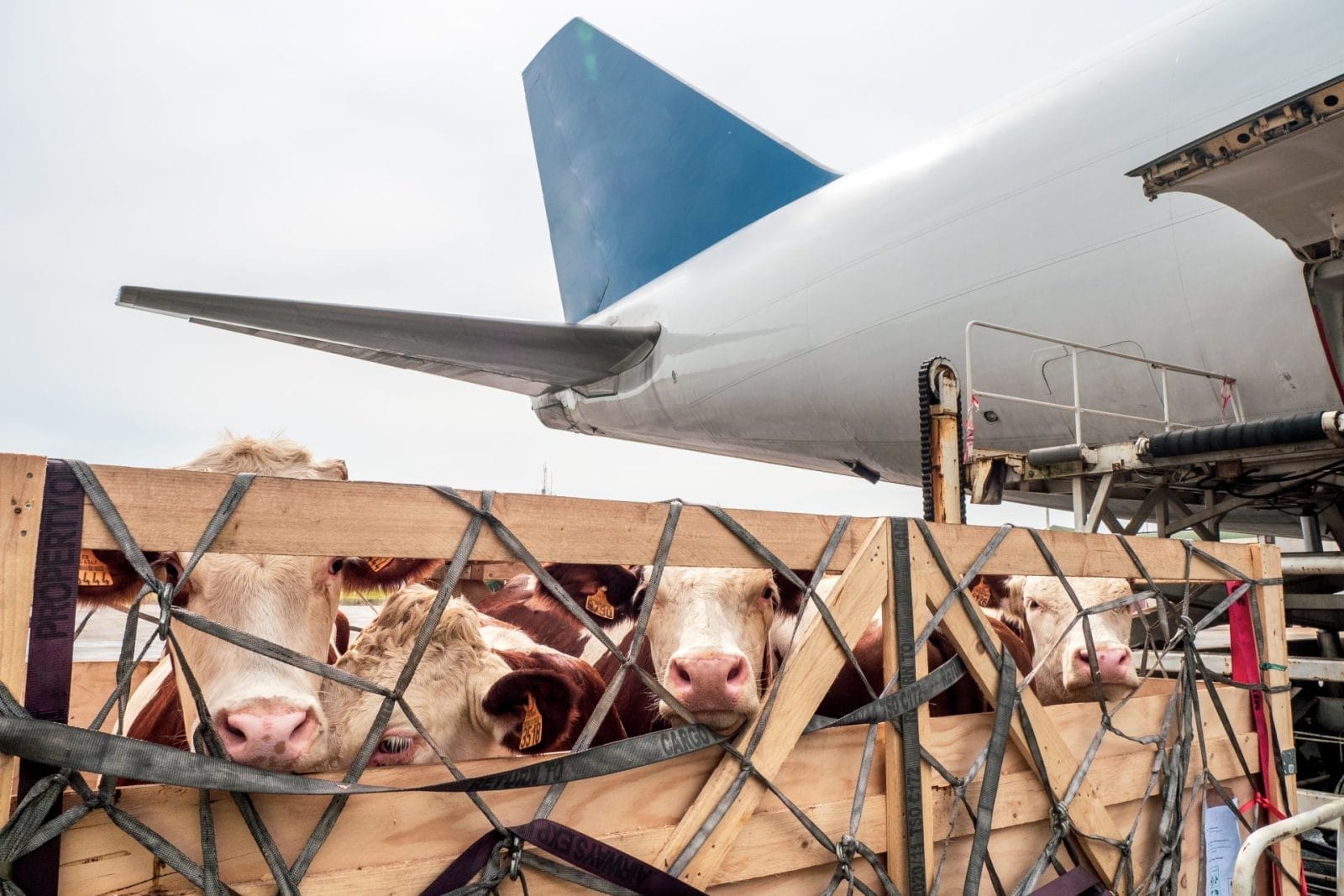 UK Parliament Passes Landmark Bill Banning Livestock Export for Slaughter – One Green Planet - Vimarsana News