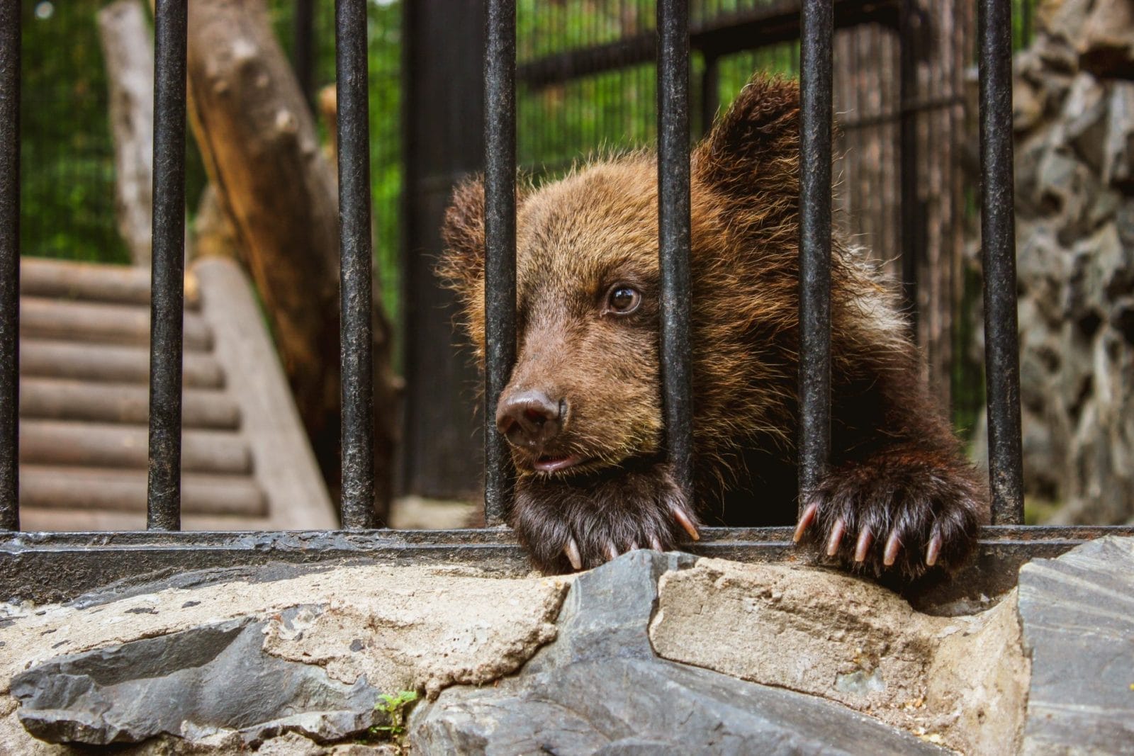 Vegan Redditor Faces a Dilemma About Attending a Company Event Held at a Zoo – One Green Planet - Vimarsana News