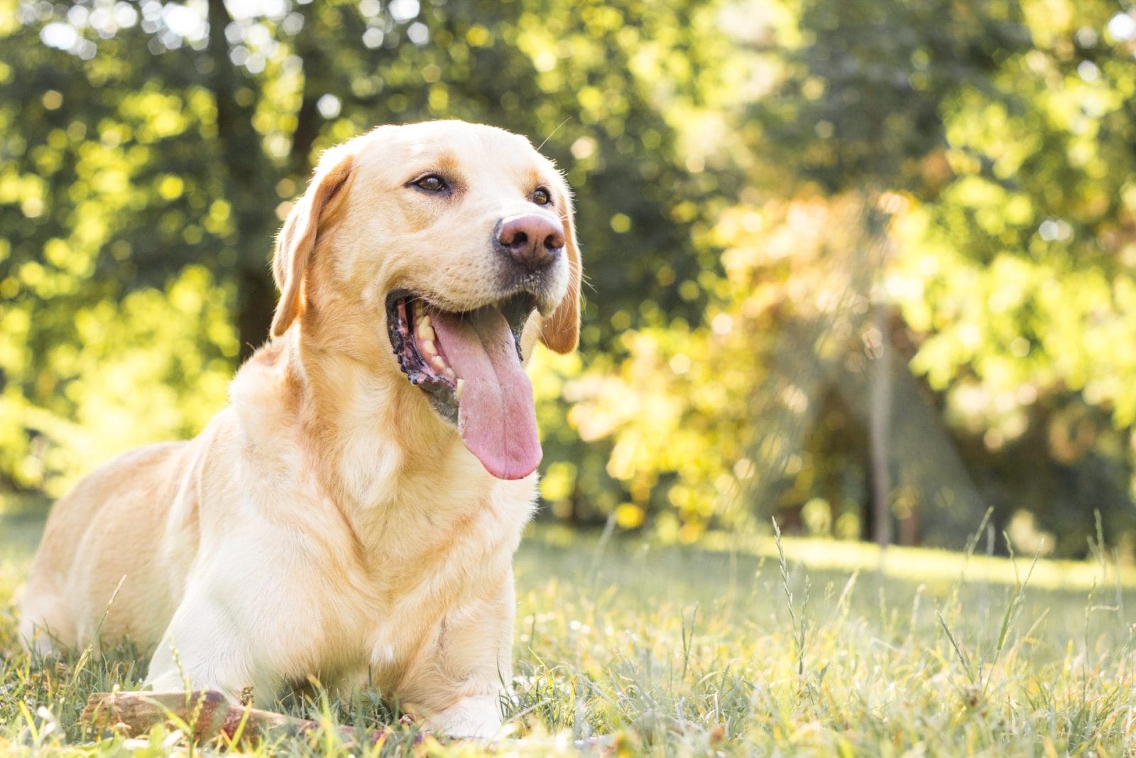 Sadie the Sneaky Labrador Steals Hearts on TikTok – One Green Planet - Vimarsana News