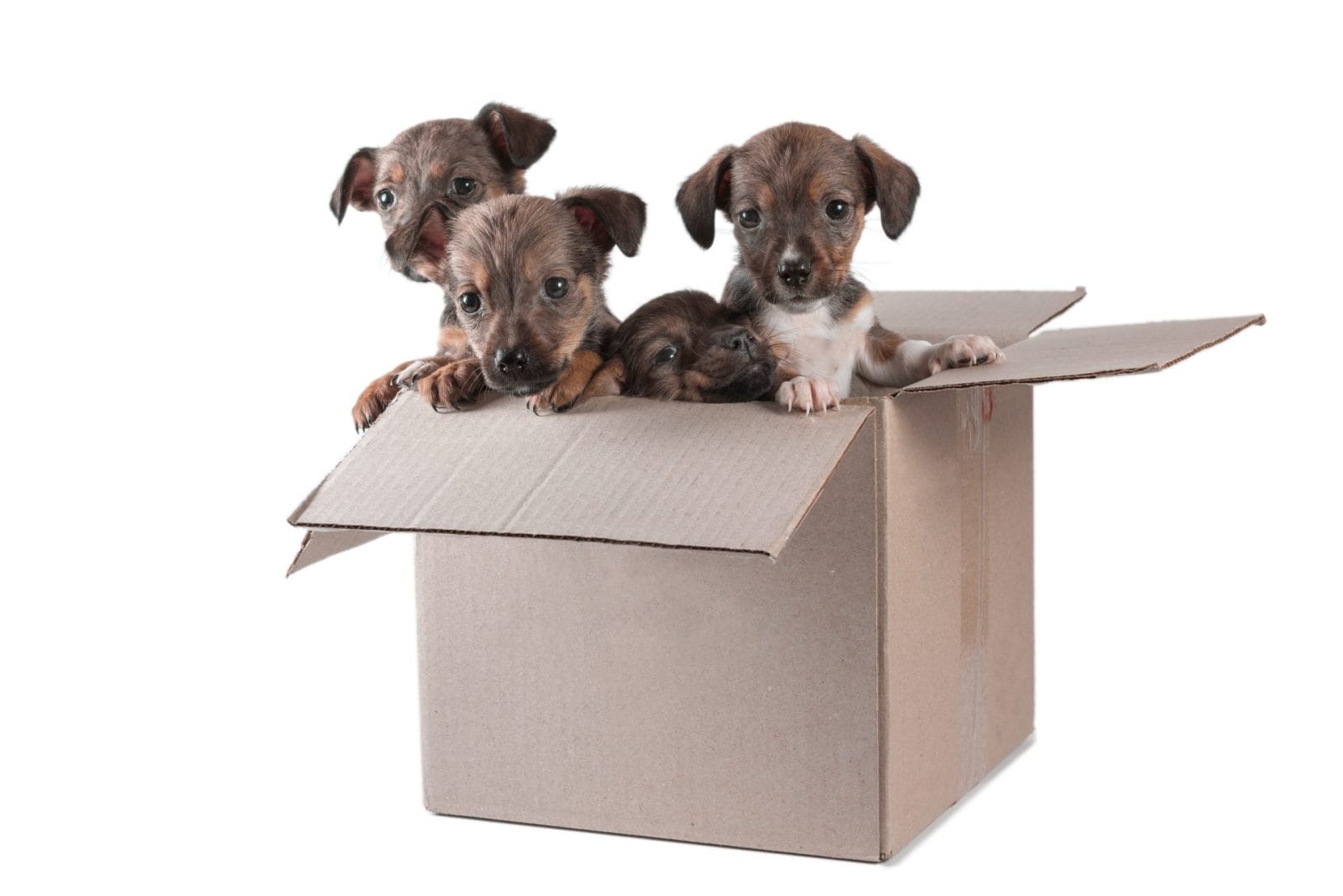Two Puppies' Harrowing Ordeal Ends in Hope – One Green Planet - Vimarsana News