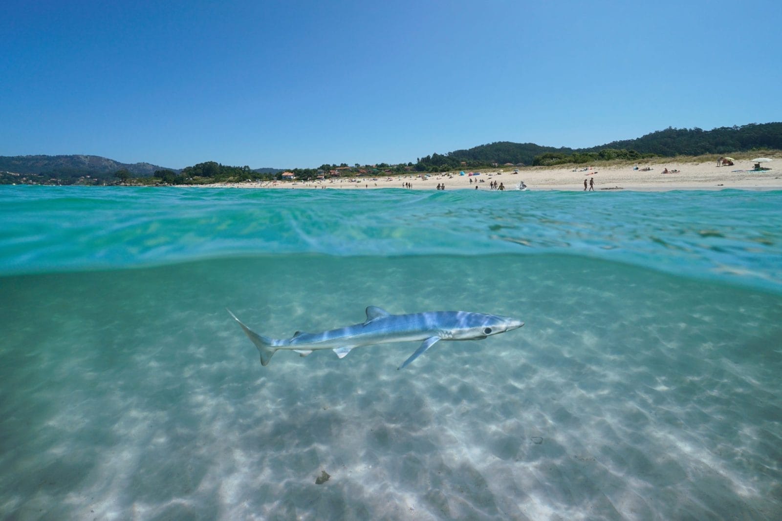 Research Reveals Why Sharks Swim Close to the Shore – One Green Planet - Vimarsana News