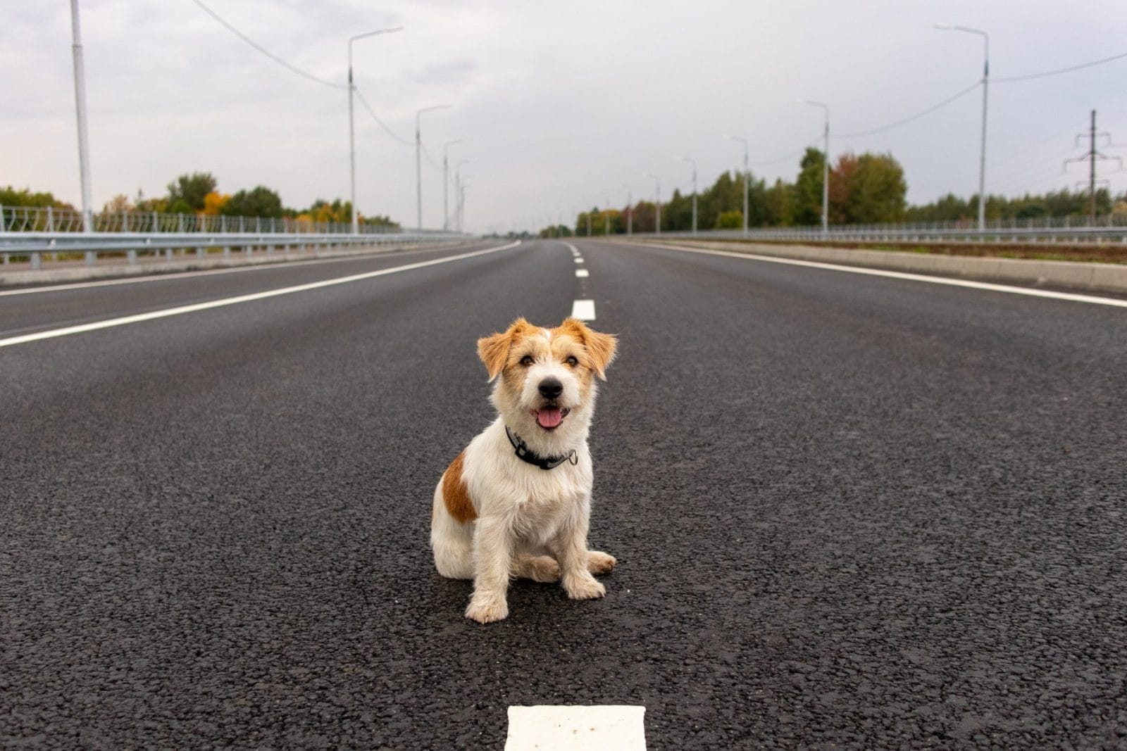 Pet Parent Issues Urgent Warning After Dog's Near-Fatal Accident – One Green Planet - Vimarsana News