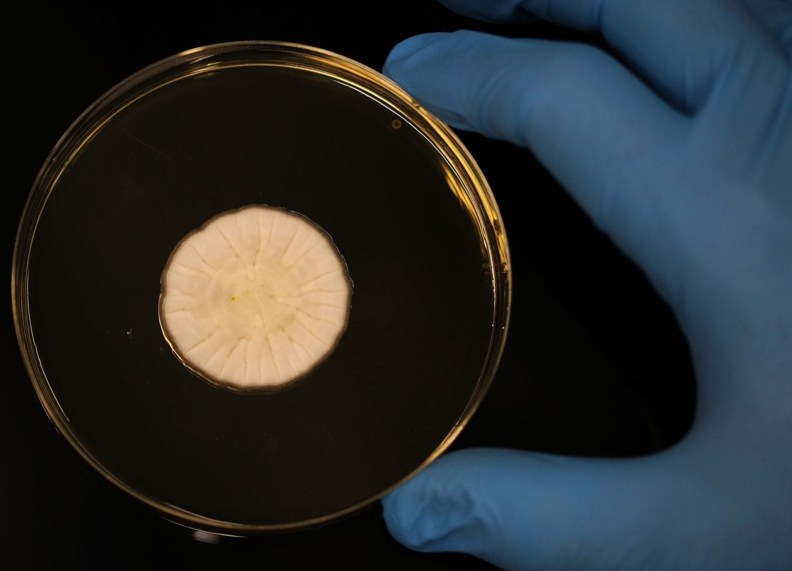 How Genetically Engineered Fungi Could Revolutionize Meat Alternatives – One Green Planet - Vimarsana News