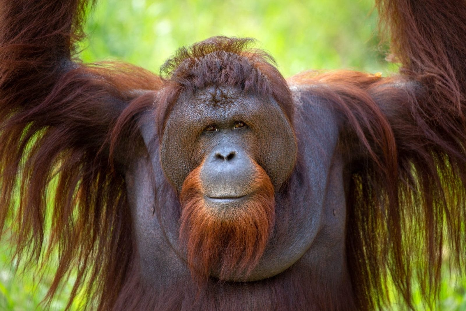 Orangutan Seen Treating Wound with Herbs – One Green Planet - Vimarsana News