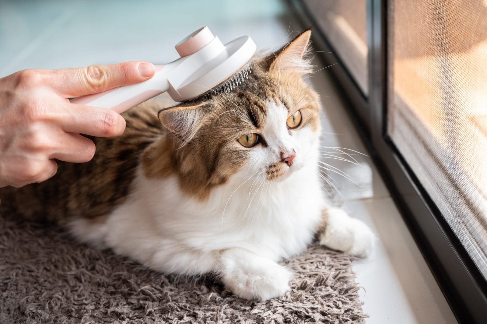 8 Amazing Dog and Cat Hairbrushes – One Green Planet - Vimarsana News