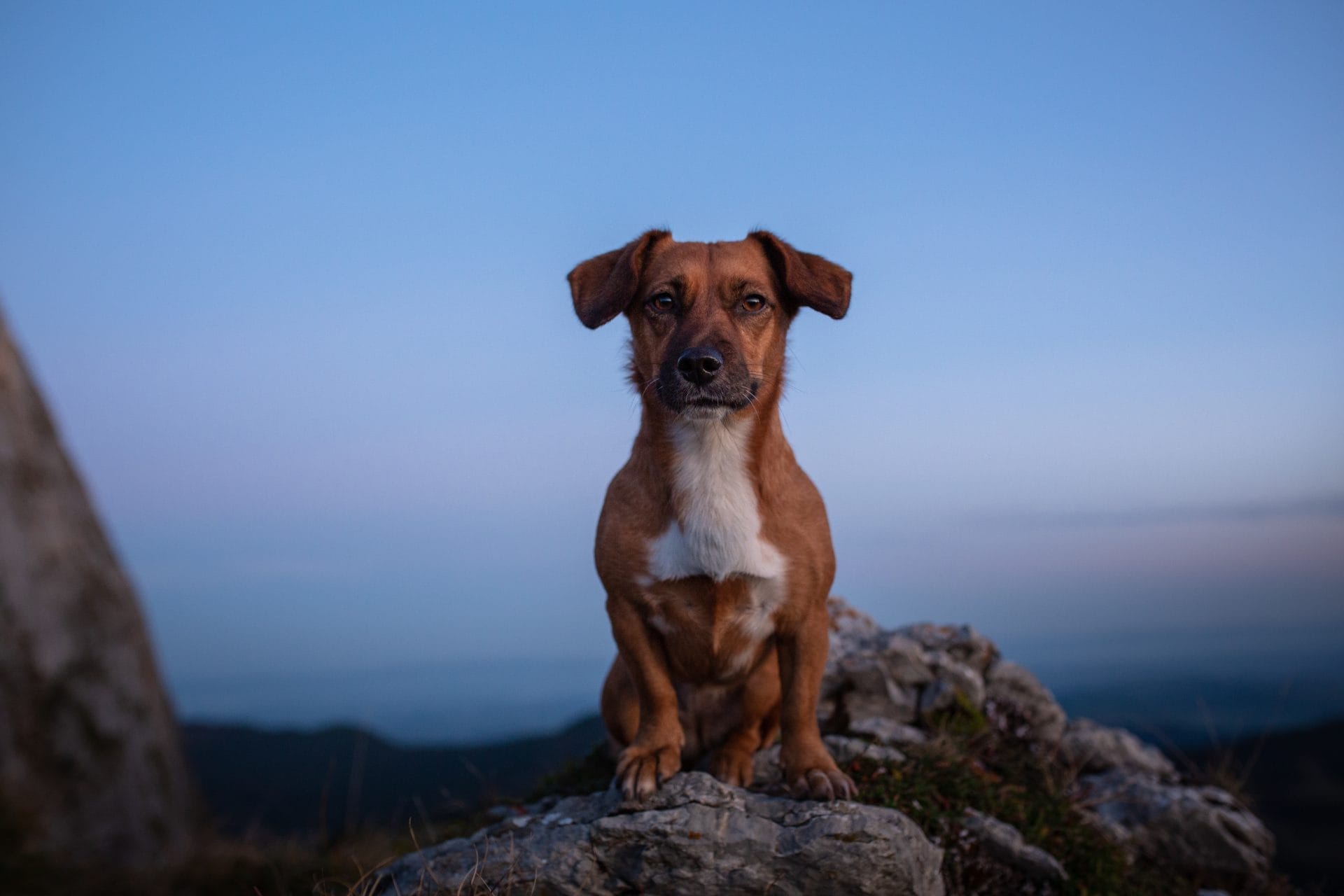 Dog Rescued After Falling 50 Feet Down a Quarry Cliff – One Green Planet - Vimarsana News