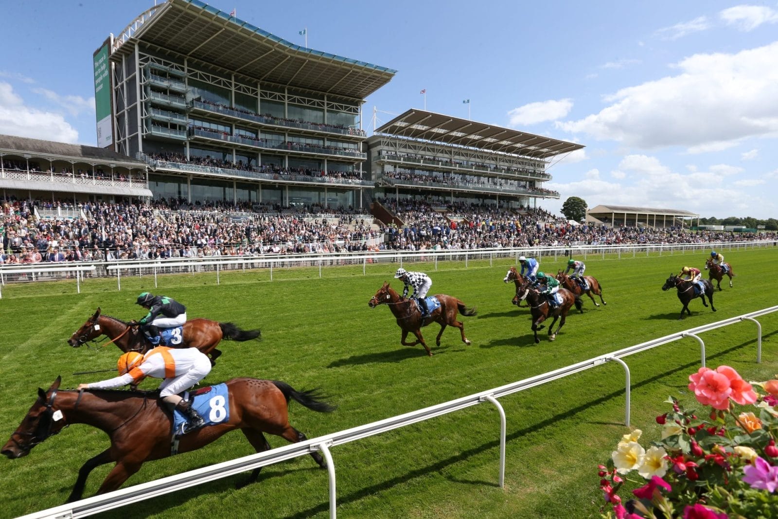 PETA's Call for Change in Horse Racing on Instagram – One Green Planet - Vimarsana News