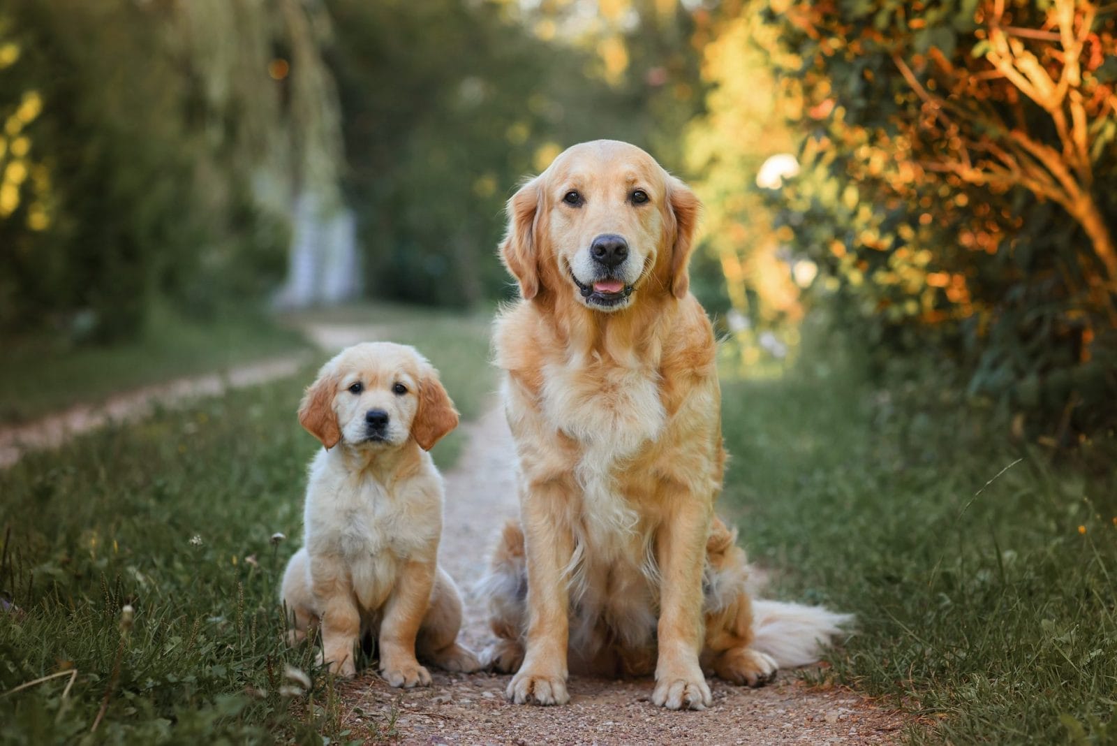 New Program Encourages Oklahoma Residents to Help Abused Animals – One Green Planet - Vimarsana News