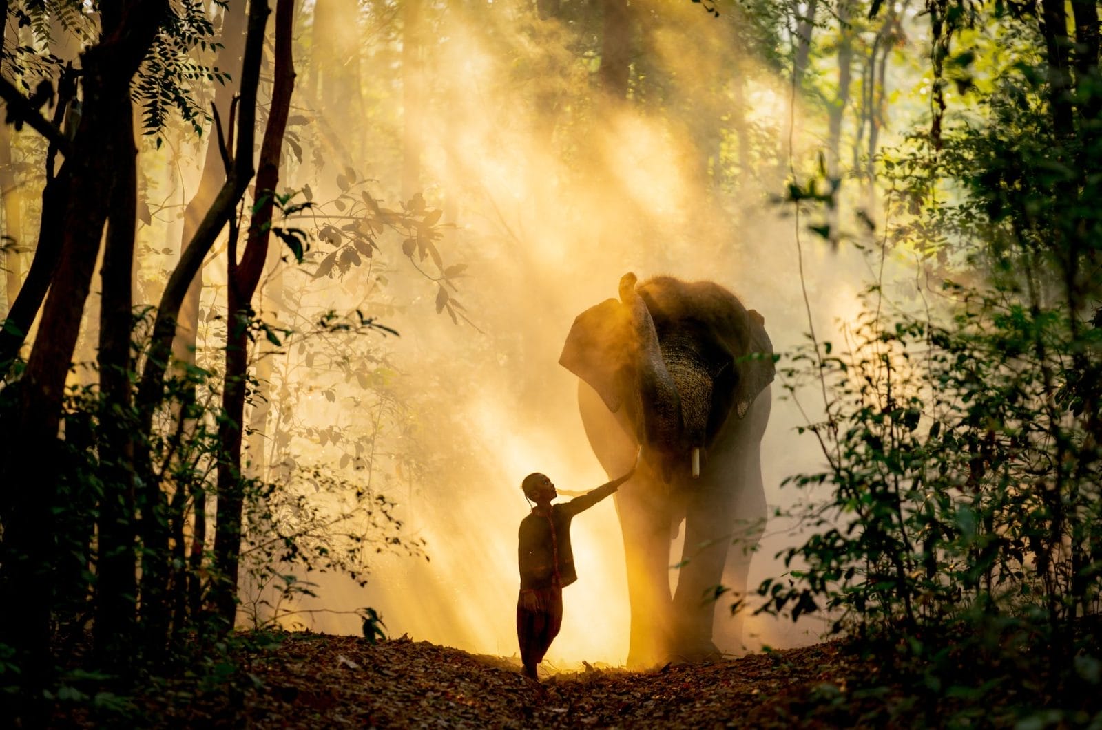 Six Important Upcoming Wildlife Grants – One Green Planet - Vimarsana News
