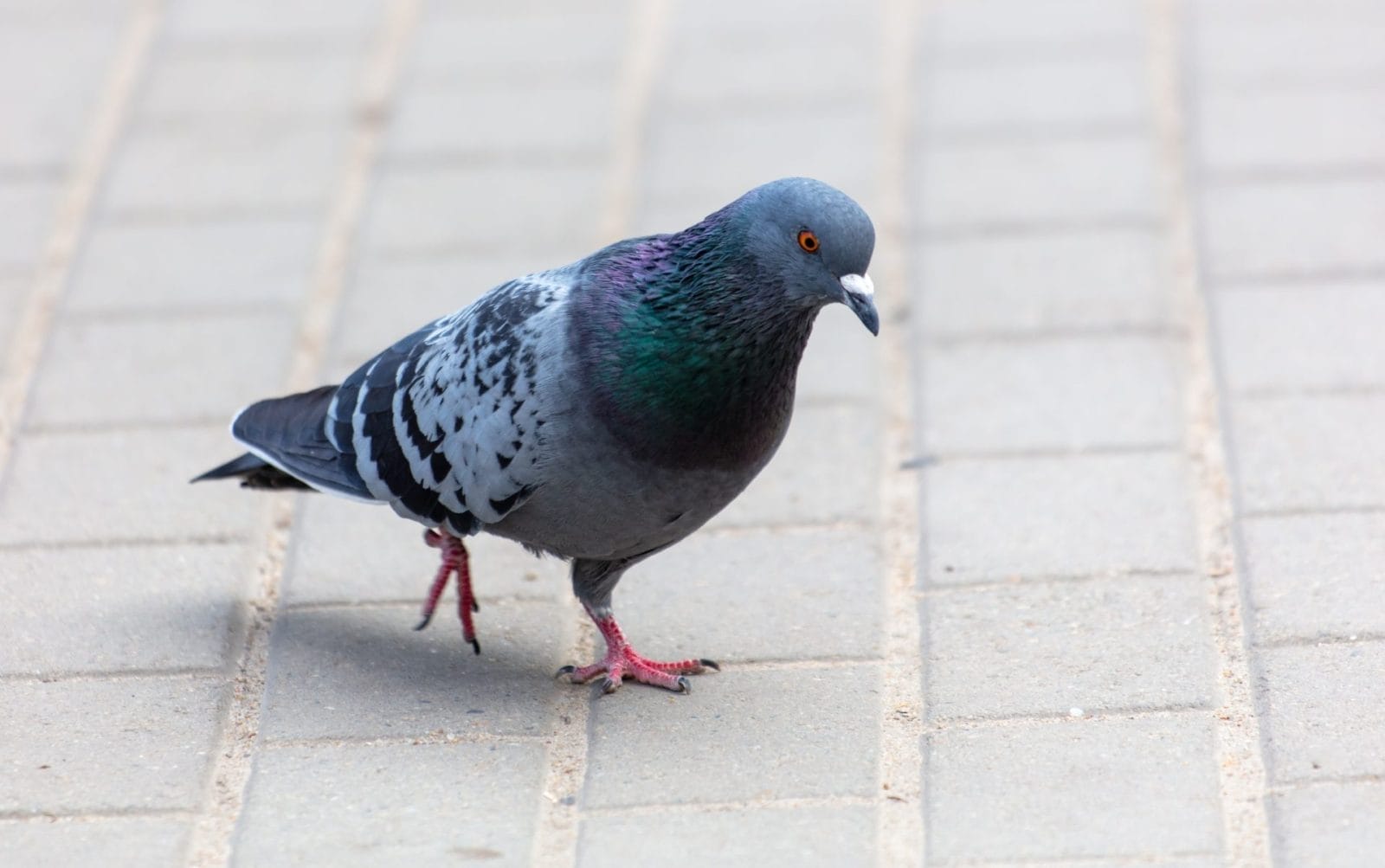 Hong Kong Legislature Increases Penalties for Feeding Wild Animals – One Green Planet - Vimarsana News