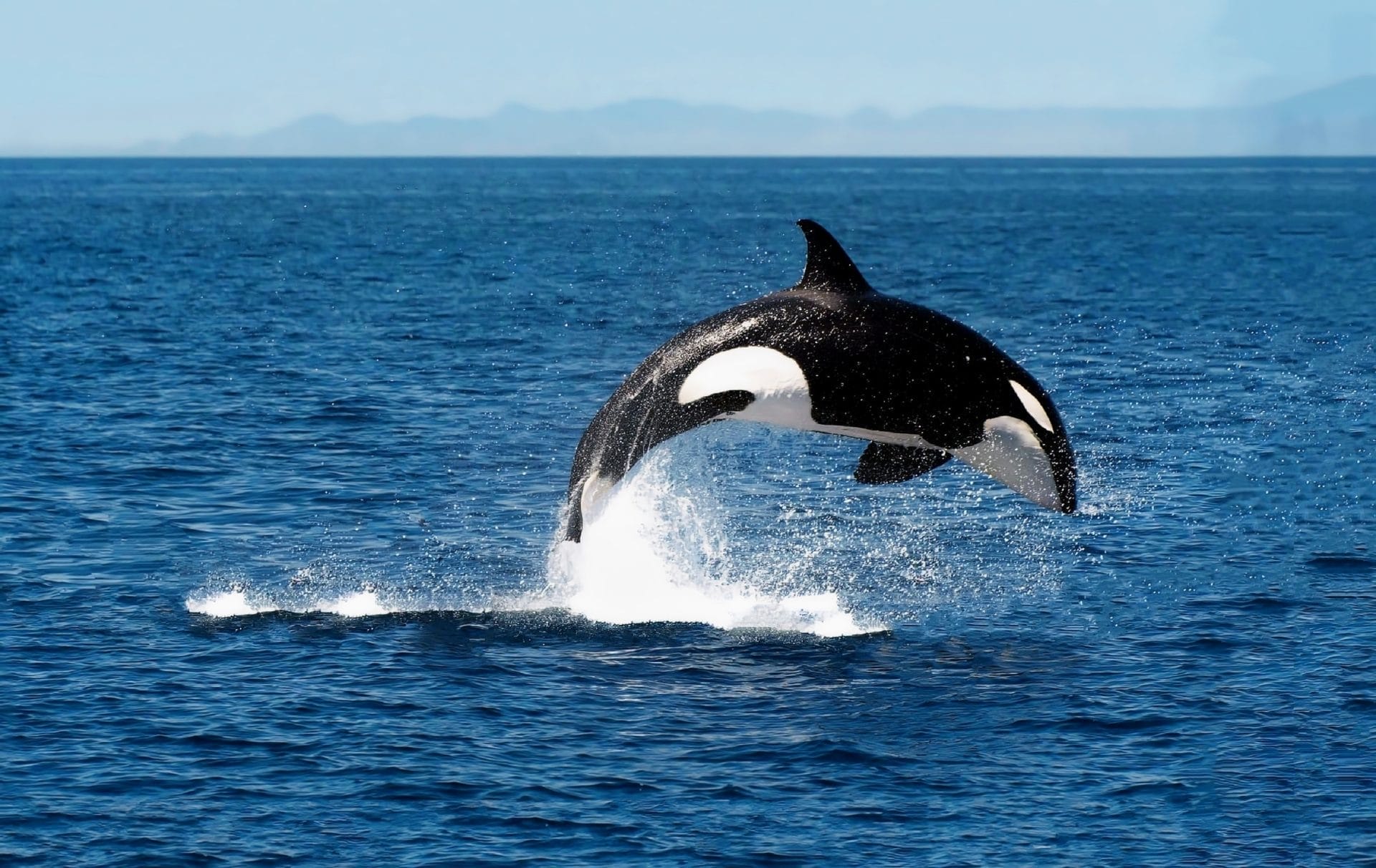 Daily Top News: Man Fined After Trying to 'Body Slam' Orca, PETA Requests Peppa Pig Theme Park to Serve Vegan Food, Microplastics Found in Every Human Testicle, and More! – One Green Planet - Vimarsana News
