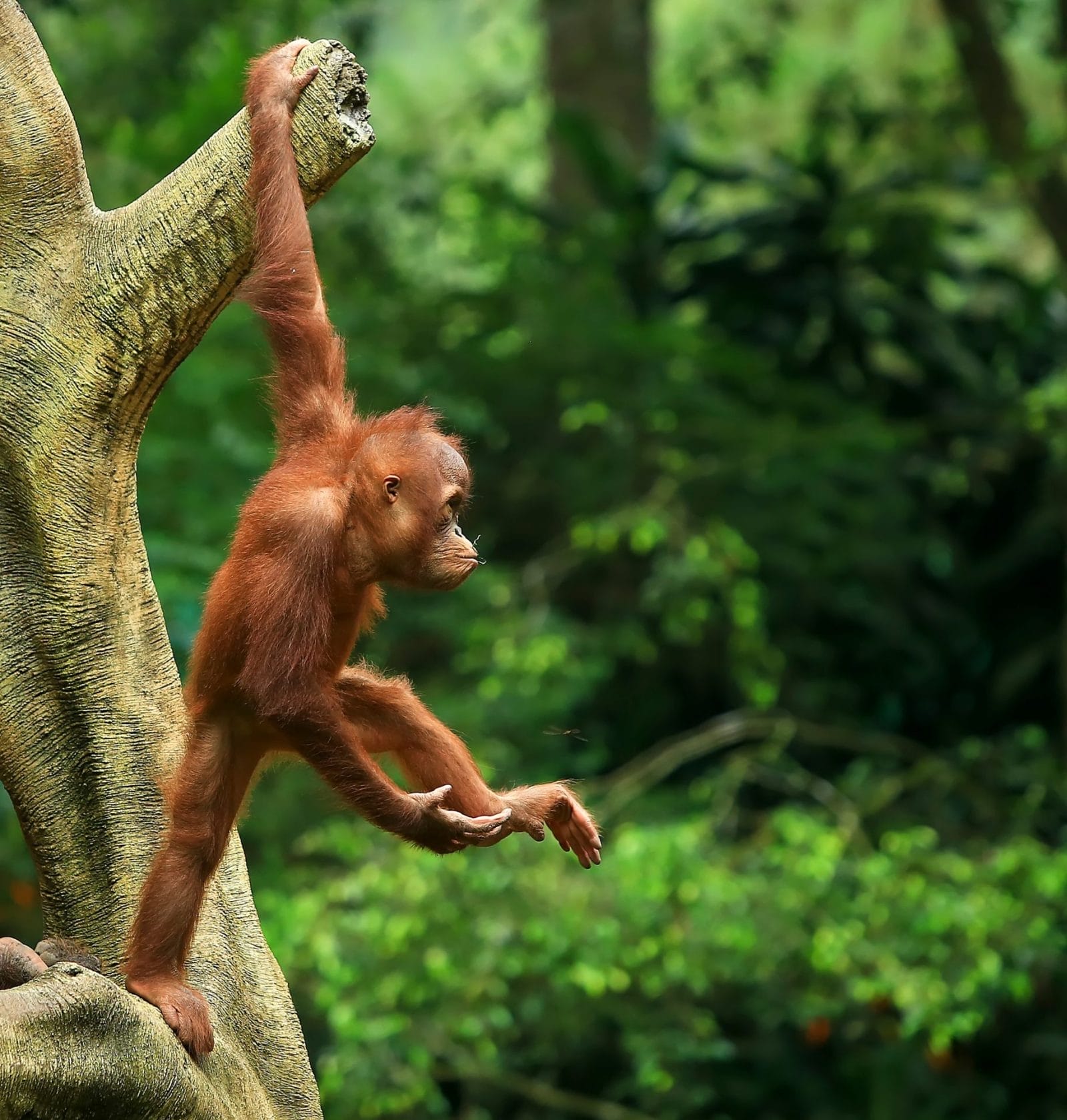 The Orangutan Project Seeks Support for New Baby House – One Green Planet - Vimarsana News