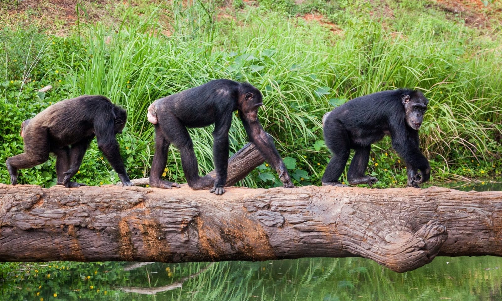 Why are Chimps Dying of the Common Cold? The Answer Could be Tourism – One Green Planet - Vimarsana News