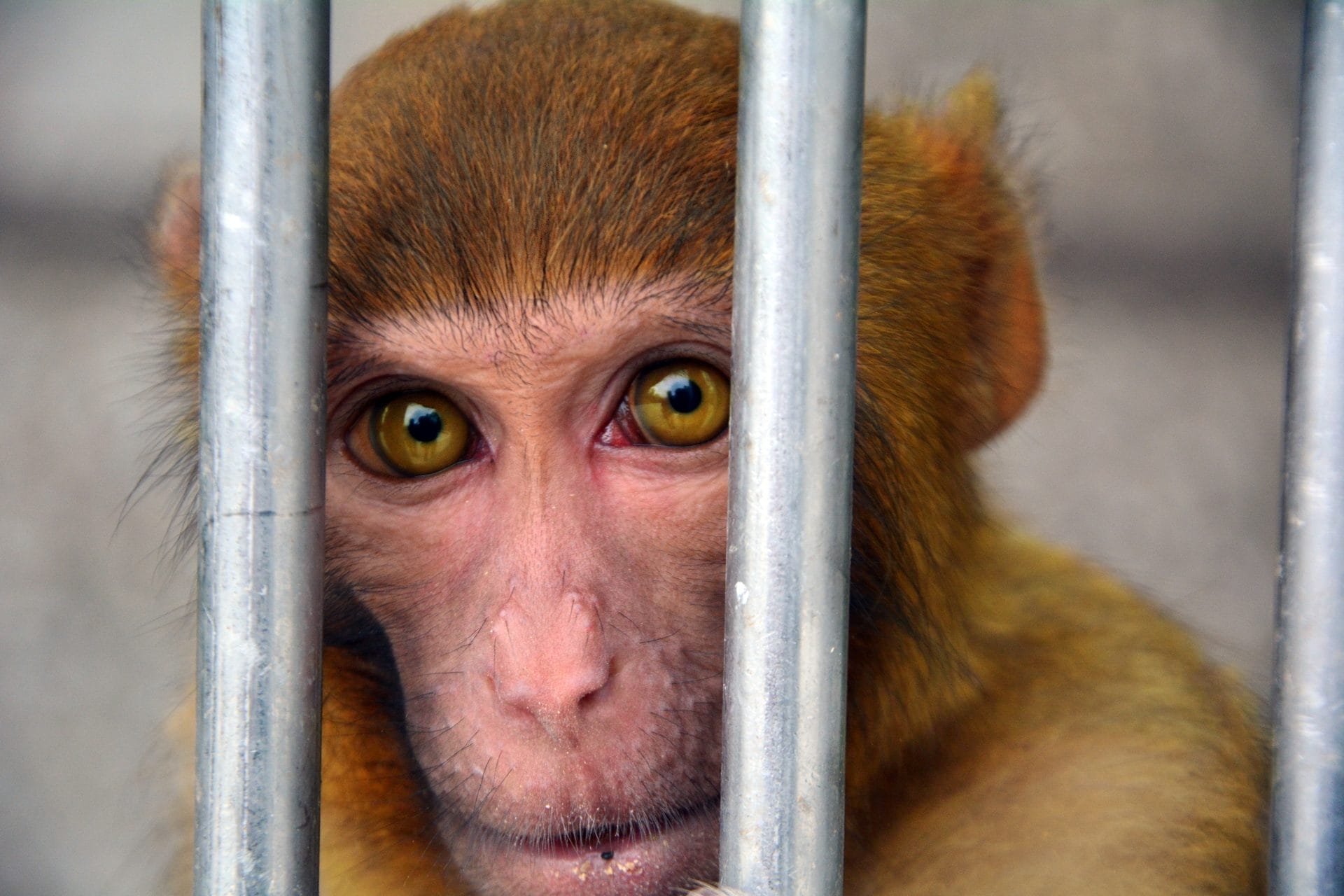 Petition: Help End the Cruel and Dangerous Pet Primate Trade – One Green Planet - Vimarsana News