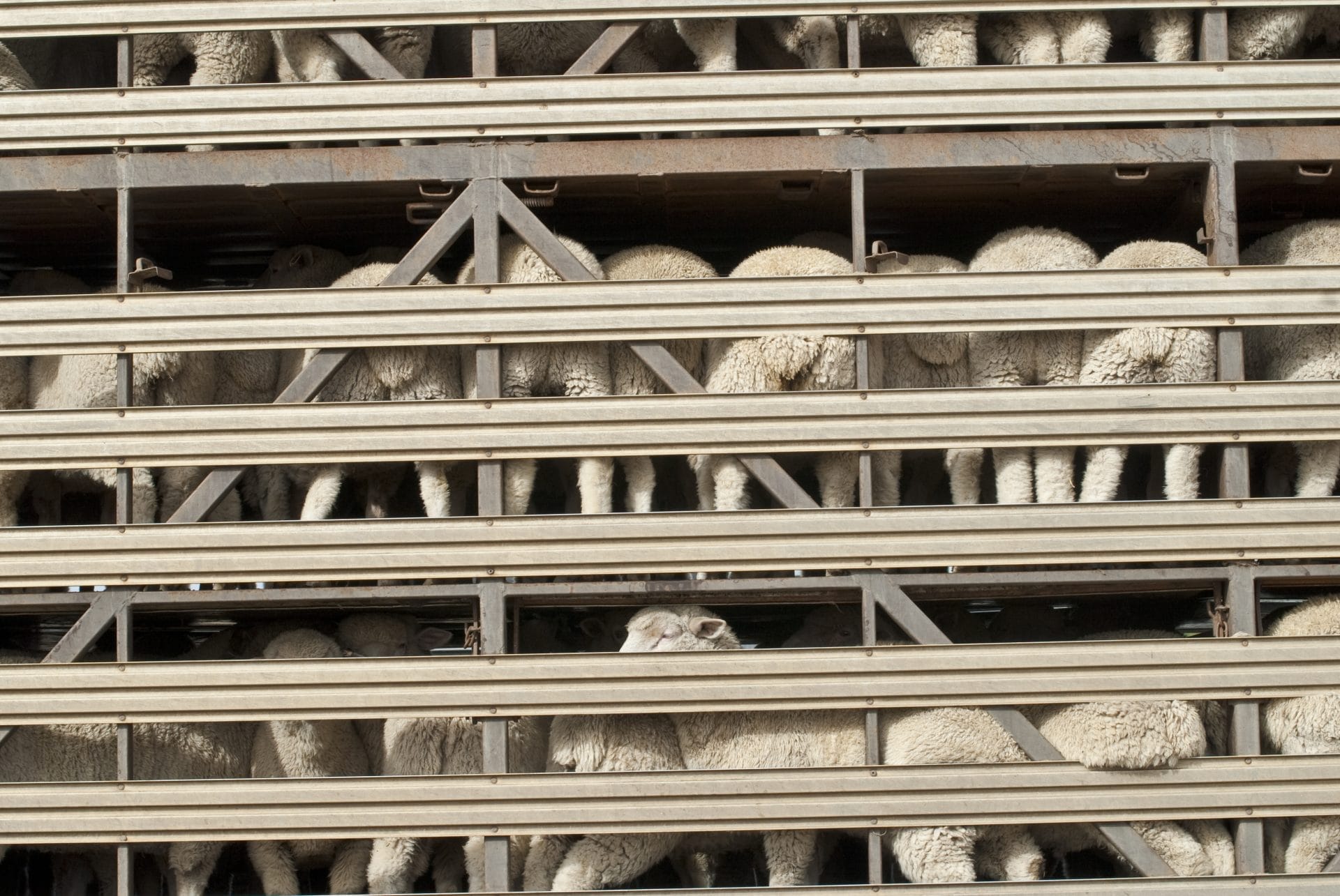 Petition: Tell the EU to Ban Live Sheep Exports – One Green Planet - Vimarsana News