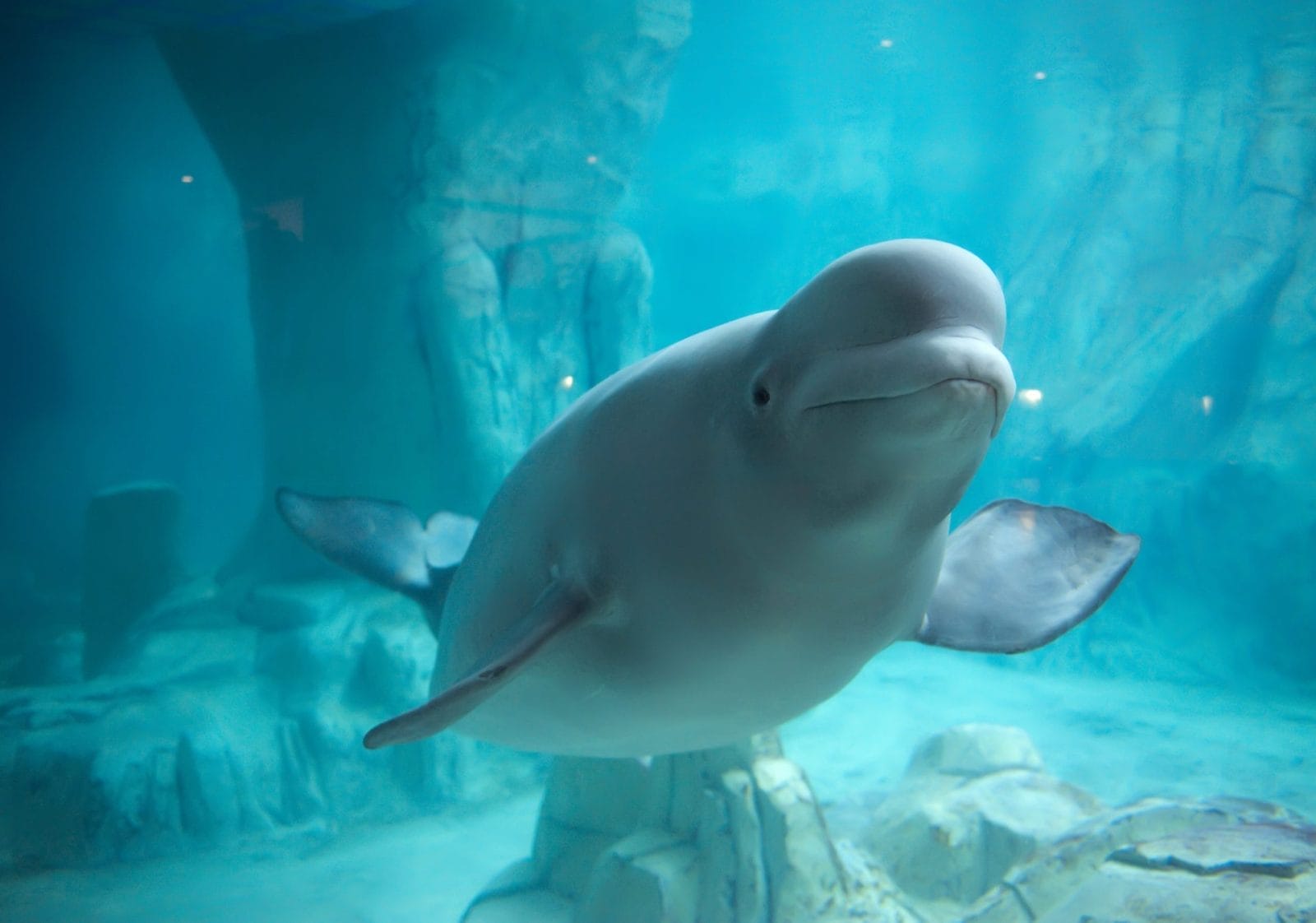 Protesters Want Bella, a Beluga Whale, Freed from the Seoul Mall – One Green Planet - Vimarsana News