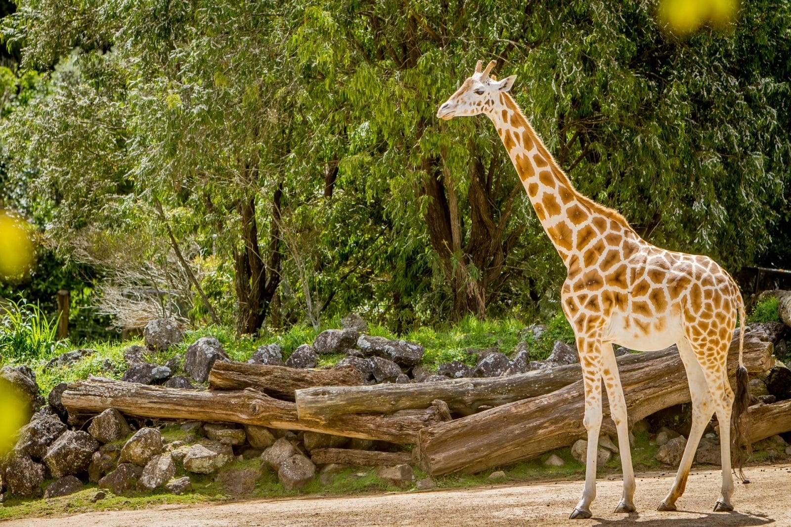 Long Island Game Farm Faces Scrutiny Over Giraffe's Death – One Green Planet - Vimarsana News