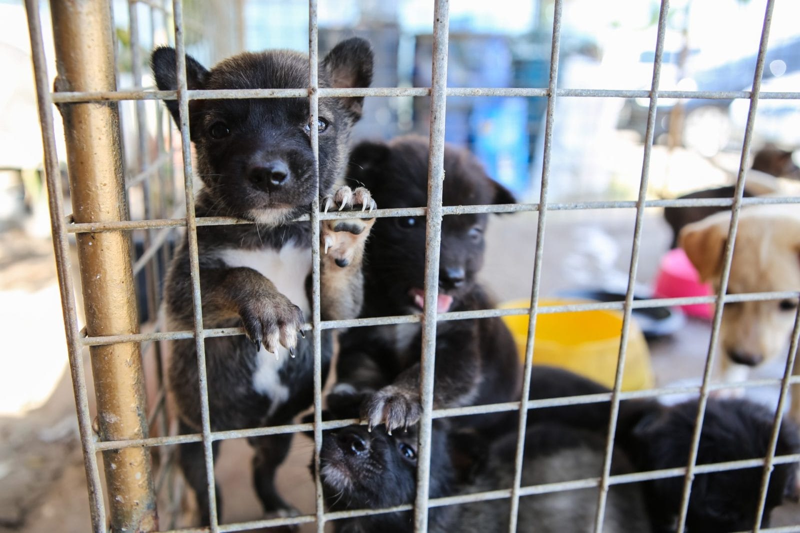 The Humane Society of the United States Exposes Gruesome Puppy Mill Conditions in Annual Horrible Hundred Report – One Green Planet - Vimarsana News