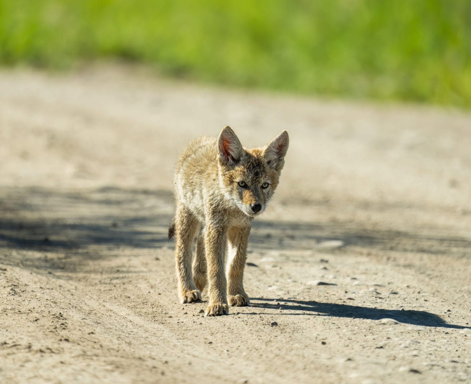 Trapped Coyote Rescued in San Fransisco – One Green Planet